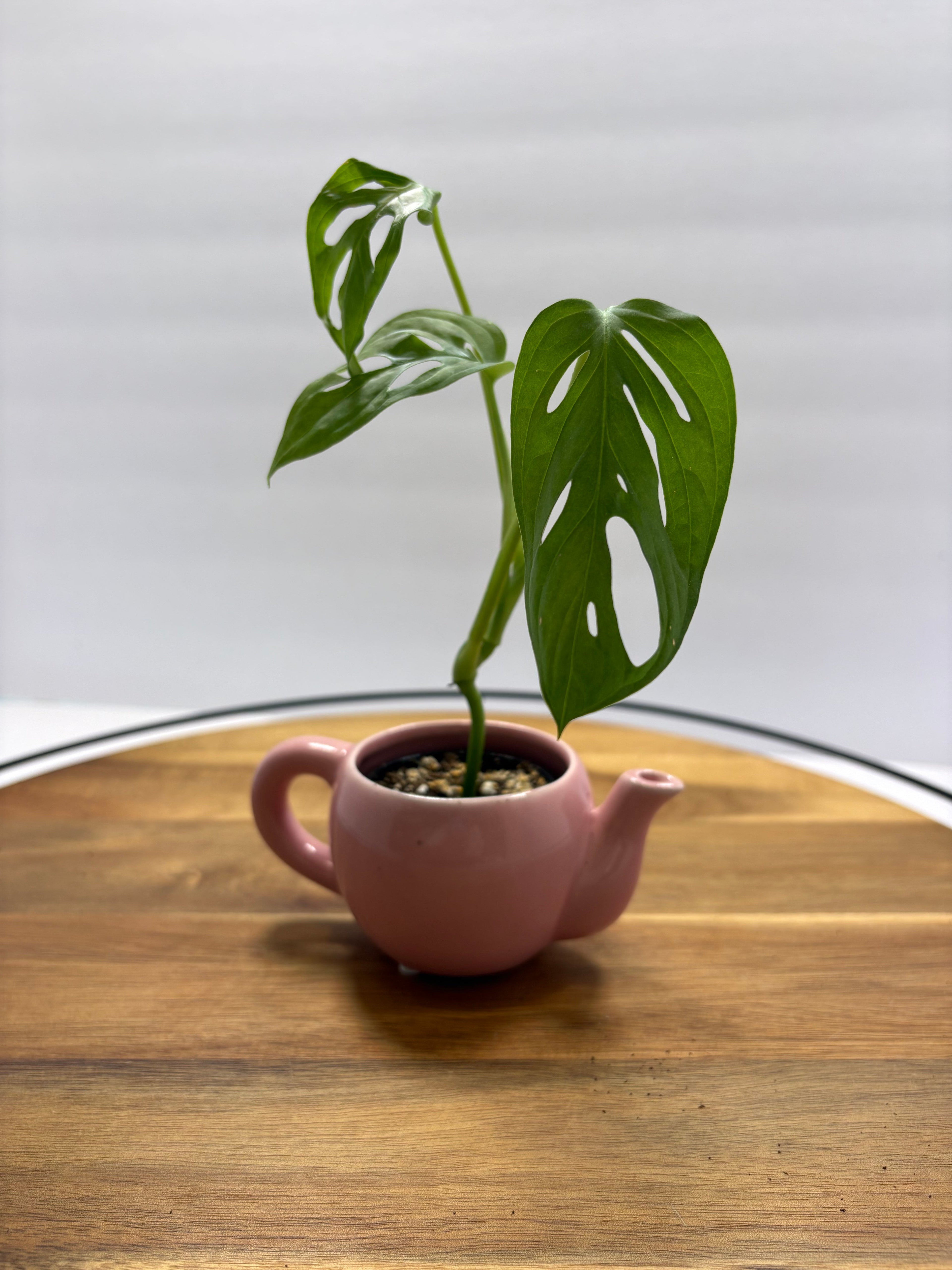 Houseplants