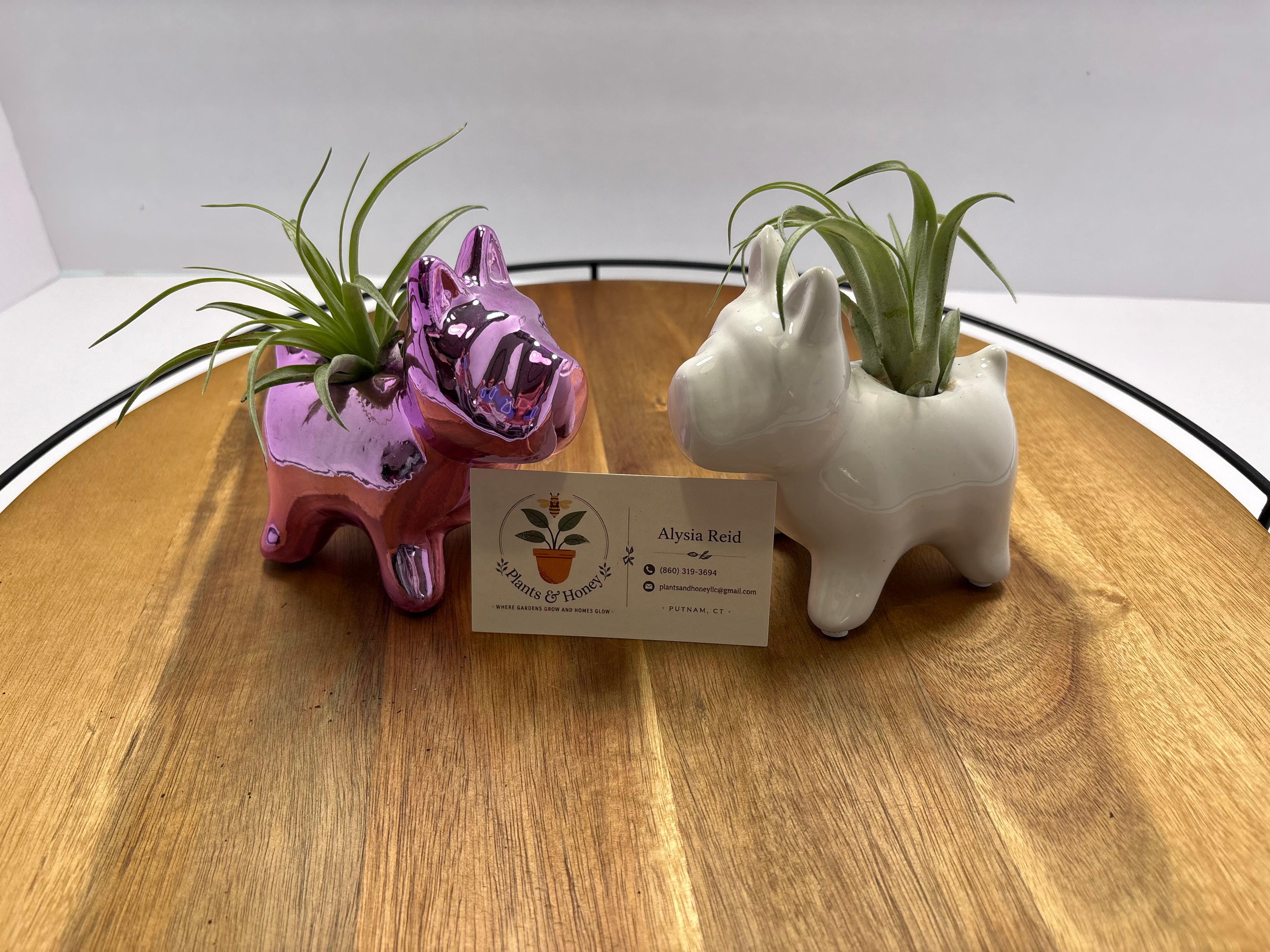 🌿 Air Plants (Tillandsia) – Ceramic Dog Holders 🌿