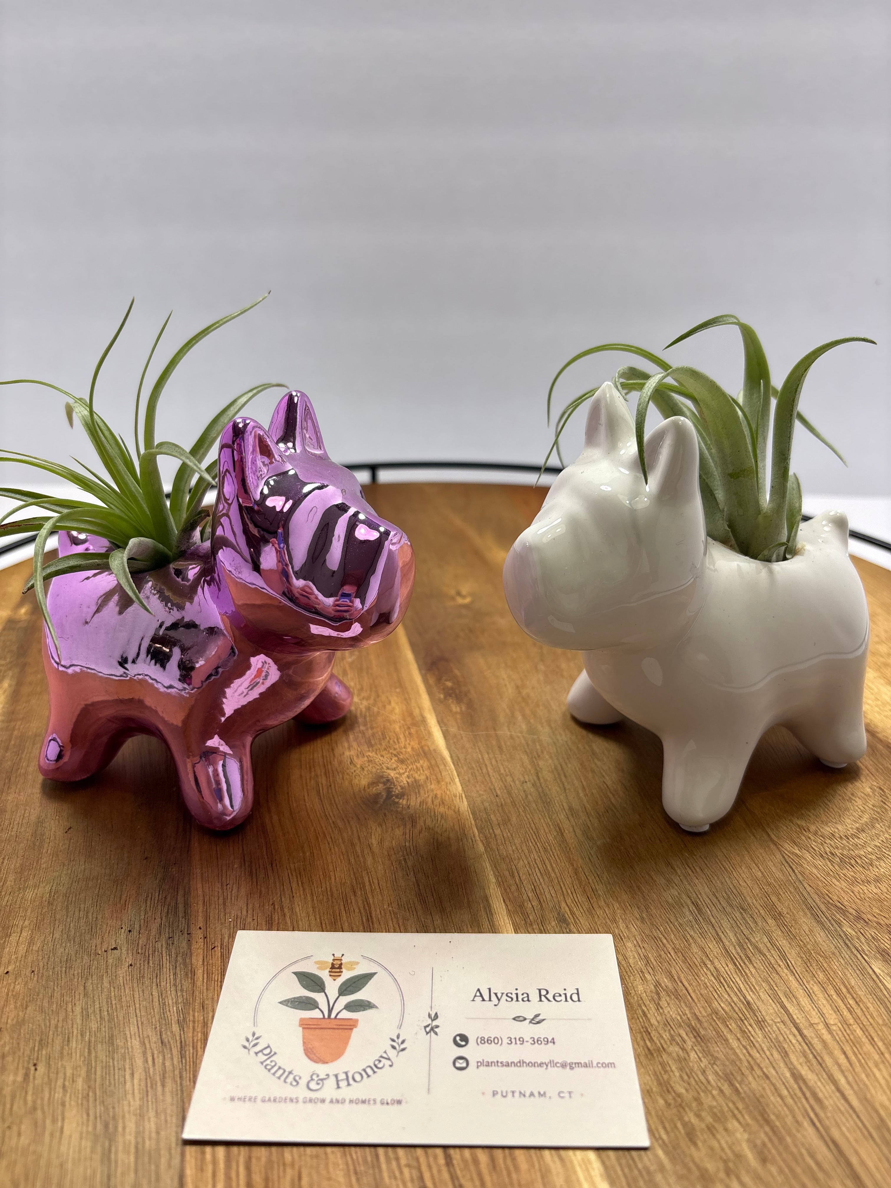 🌿 Air Plants (Tillandsia) – Ceramic Dog Holders 🌿