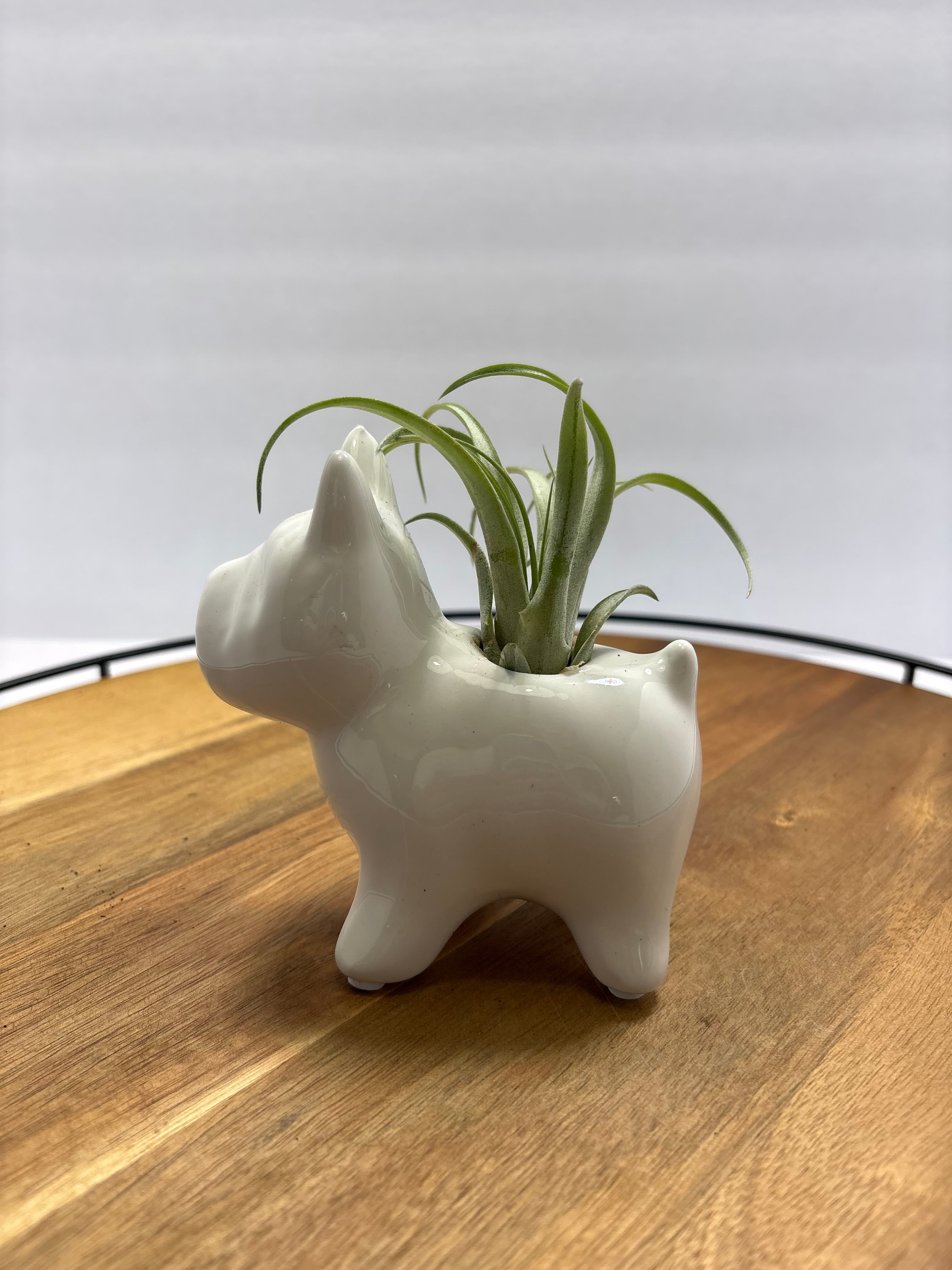🌿 Air Plants (Tillandsia) – Ceramic Dog Holders 🌿
