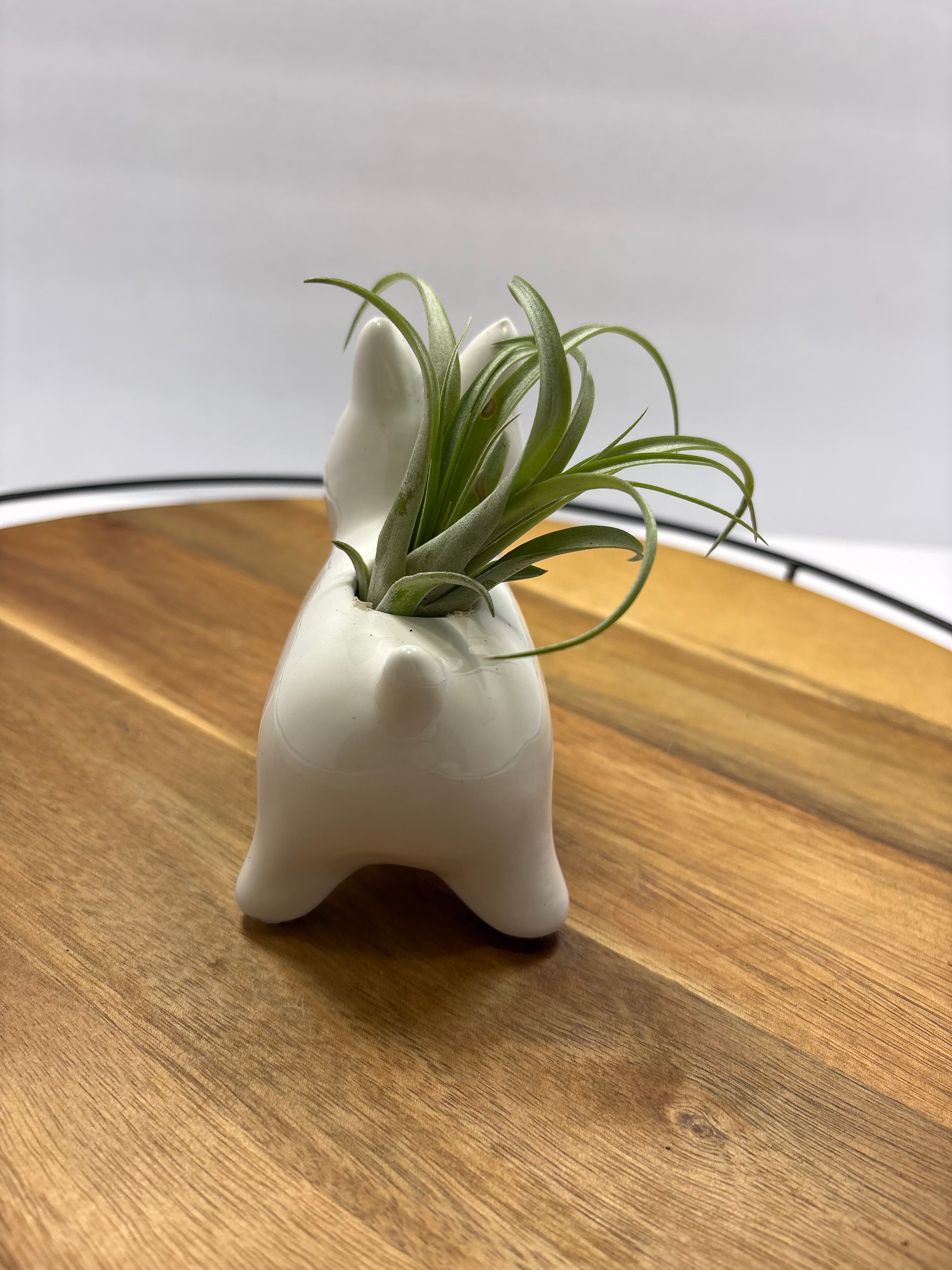 🌿 Air Plants (Tillandsia) – Ceramic Dog Holders 🌿