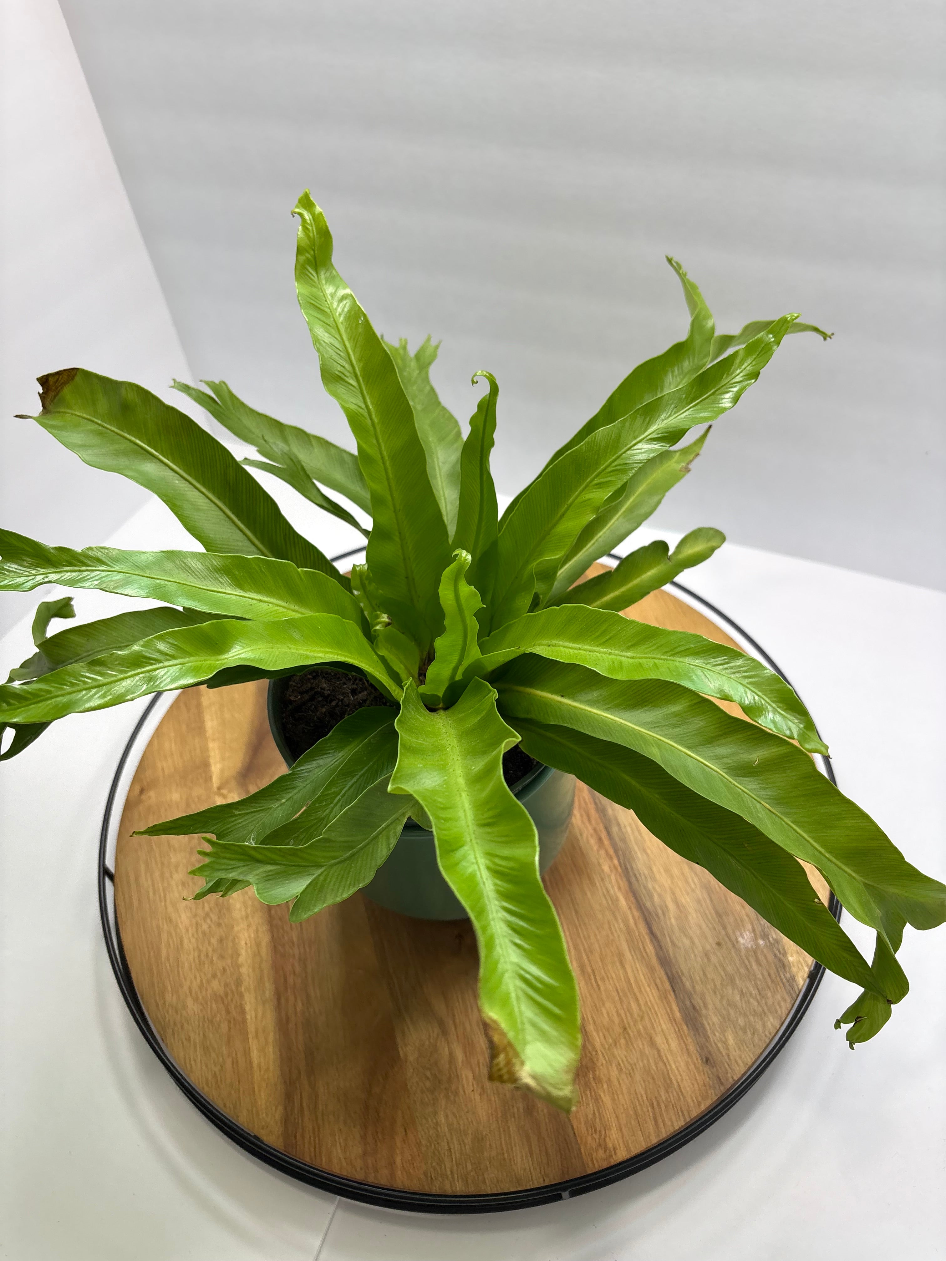 🌿 6” Bird’s Nest Fern – Lush Tropical Houseplant 🌿