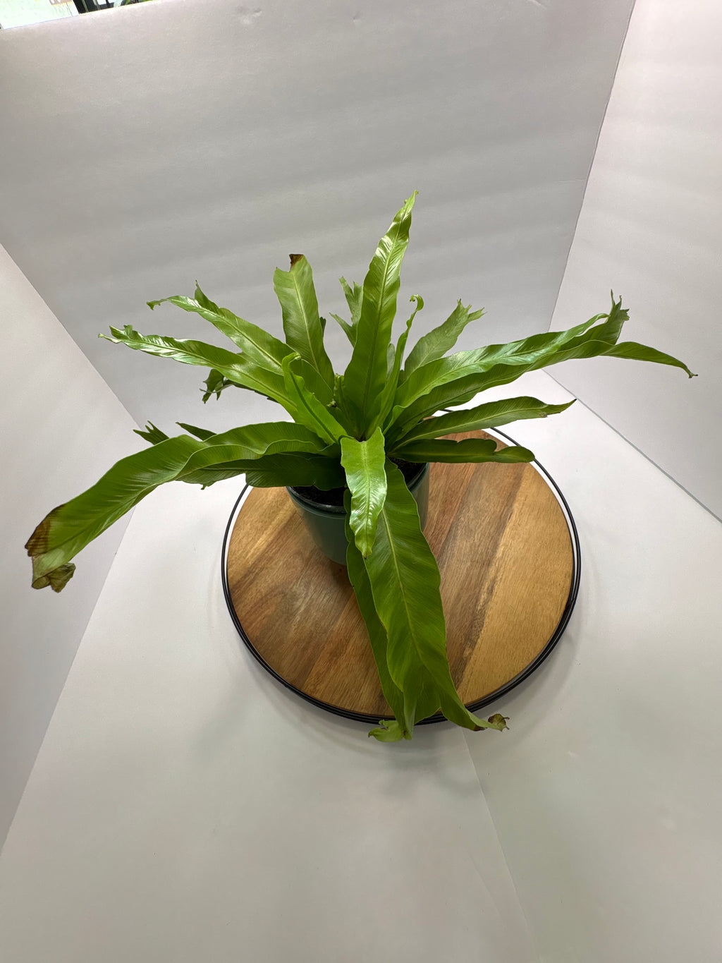 🌿 6” Bird’s Nest Fern – Lush Tropical Houseplant 🌿