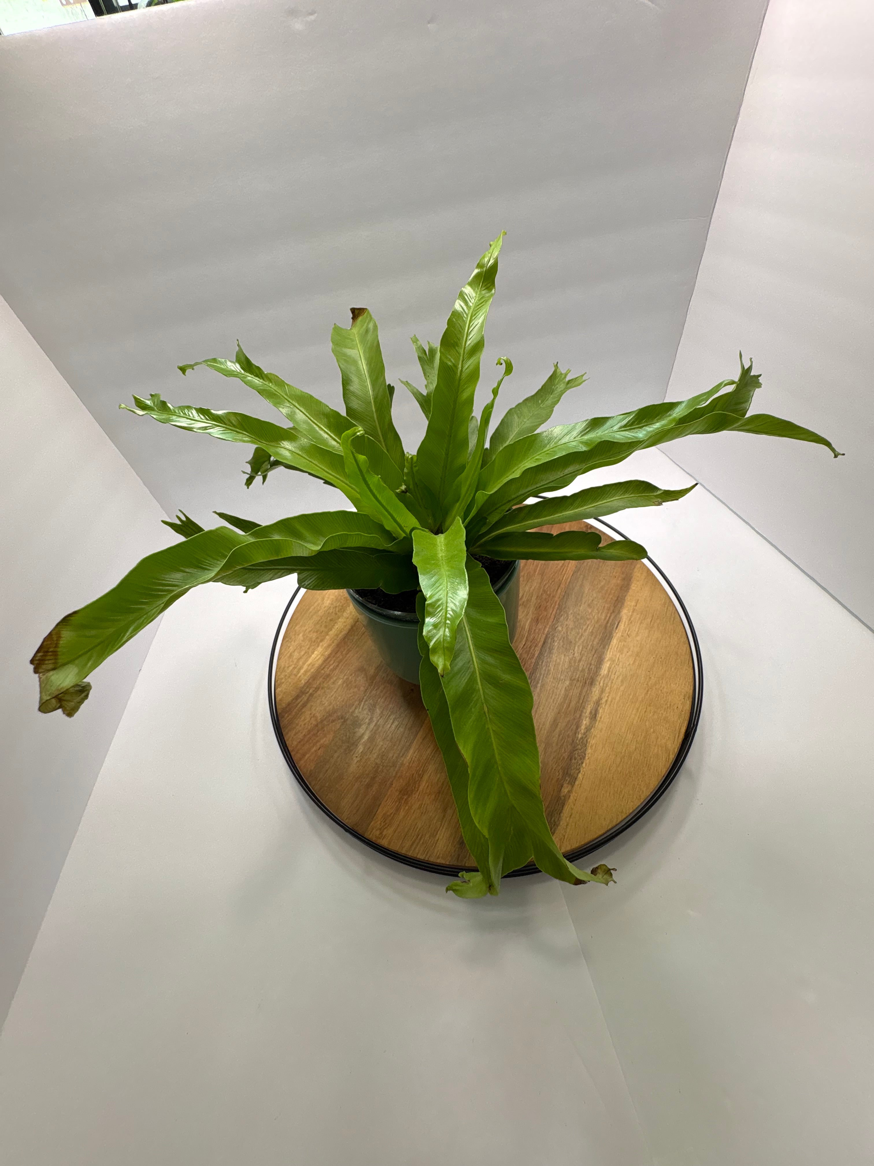 🌿 6” Bird’s Nest Fern – Lush Tropical Houseplant 🌿