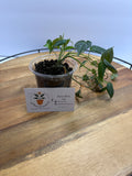 🌿 Velvet leaf Philodendron – Easy-Care Trailing Houseplant 🌿