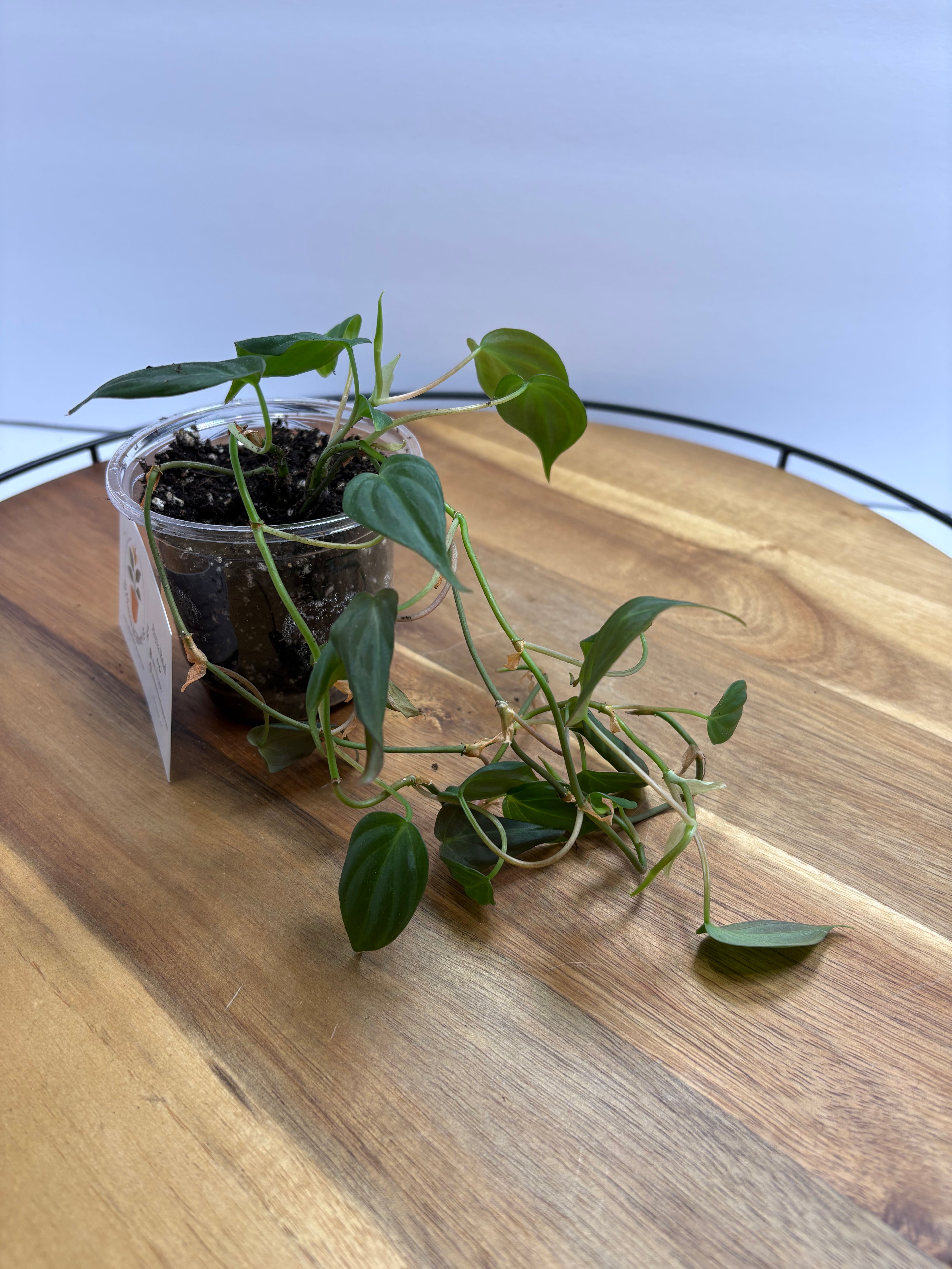 🌿 Velvet leaf Philodendron – Easy-Care Trailing Houseplant 🌿