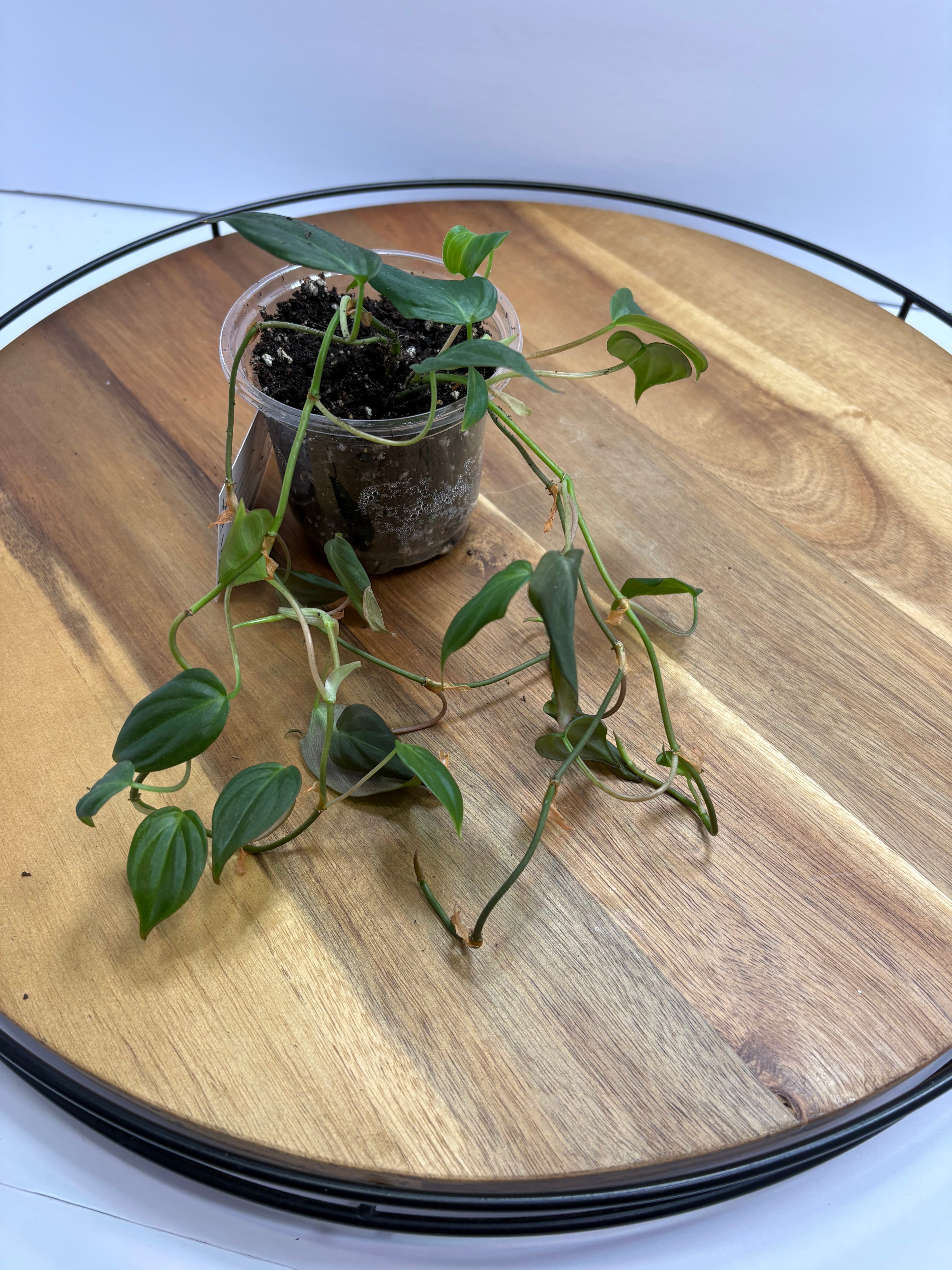 🌿 Velvet leaf Philodendron – Easy-Care Trailing Houseplant 🌿