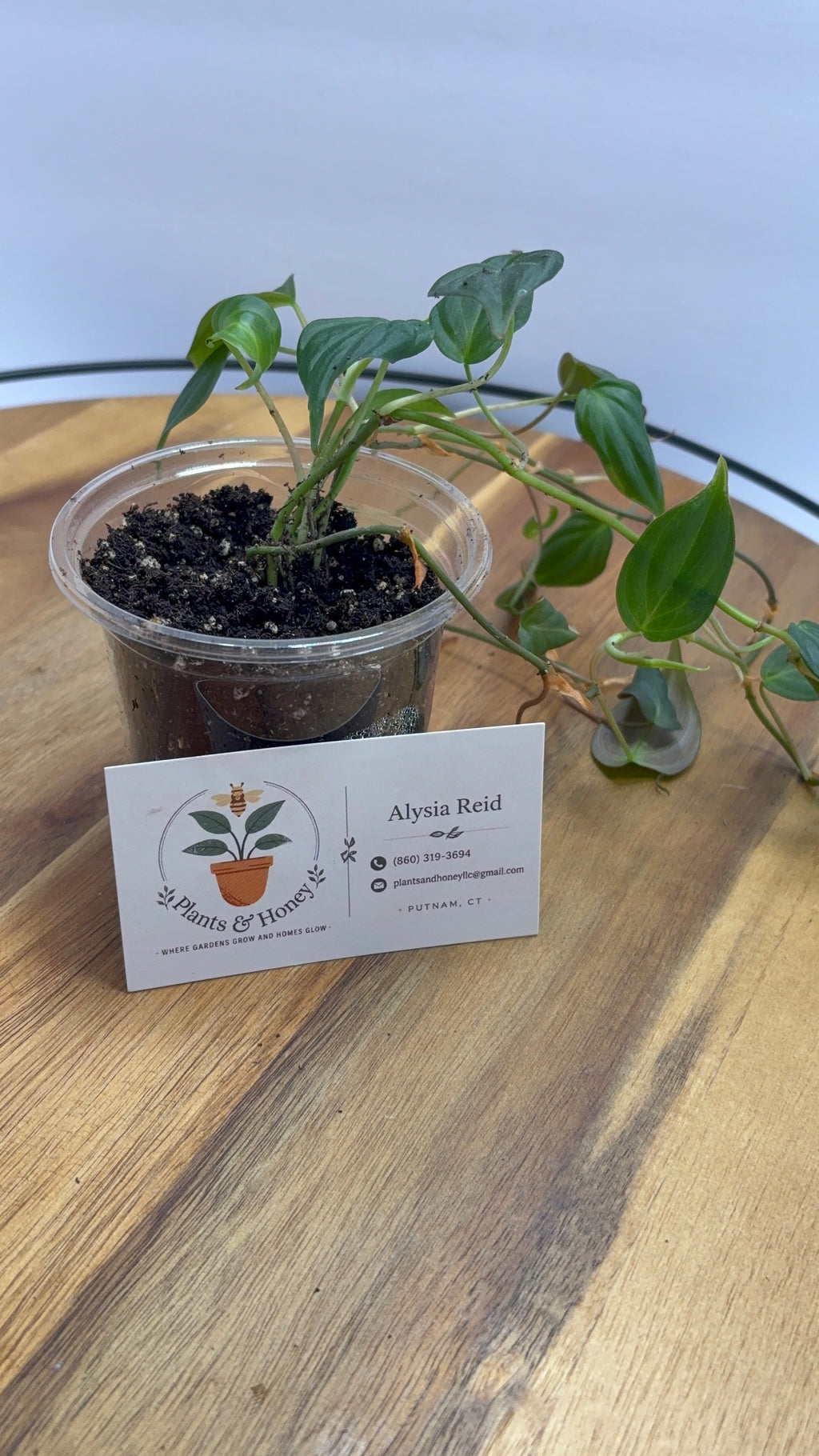 🌿 Velvet leaf Philodendron – Easy-Care Trailing Houseplant 🌿