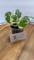 🌿 Pothos ‘N Joy’ – 3.5” Pot 🌿