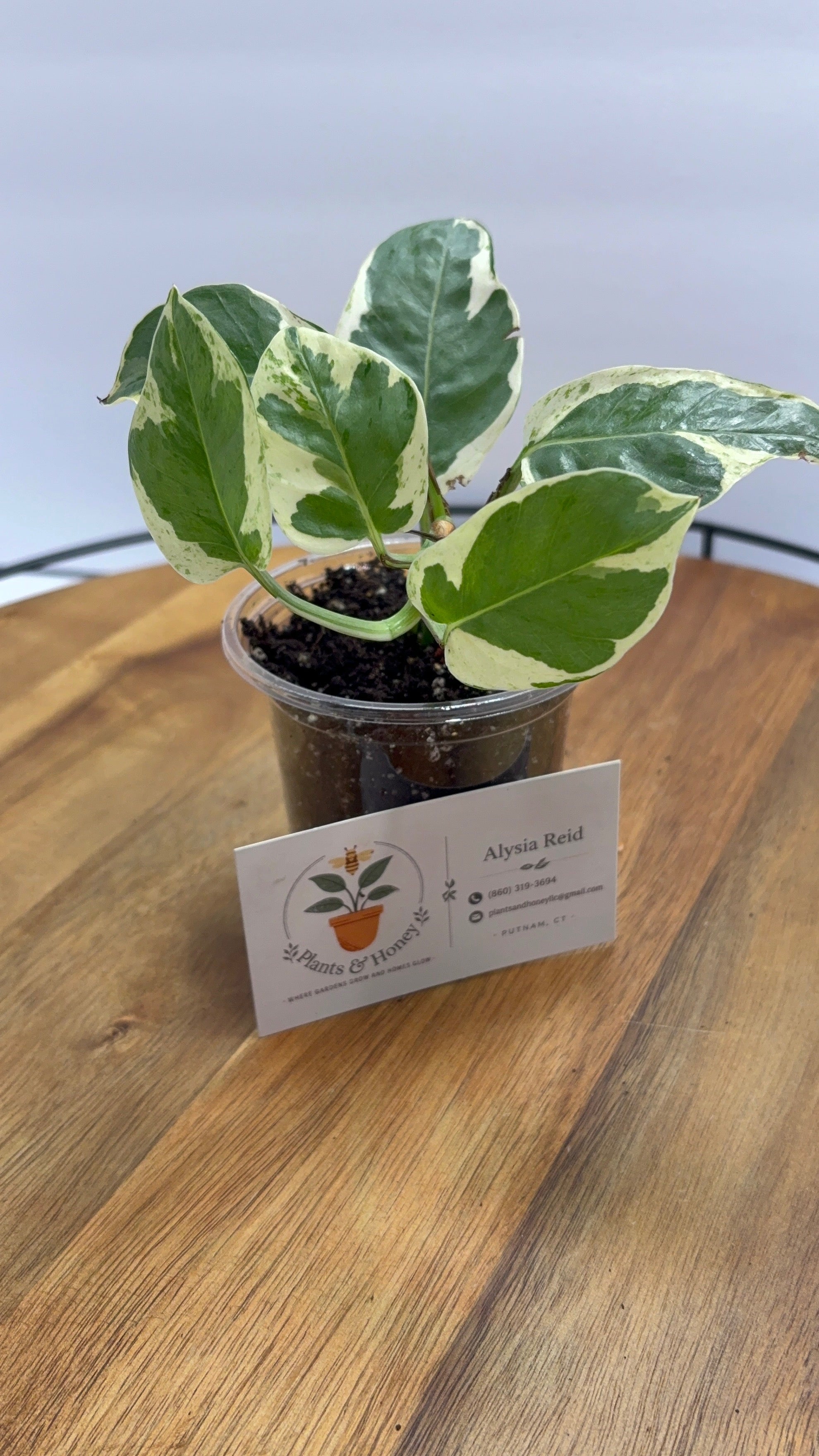 🌿 Pothos ‘N Joy’ – 3.5” Pot 🌿