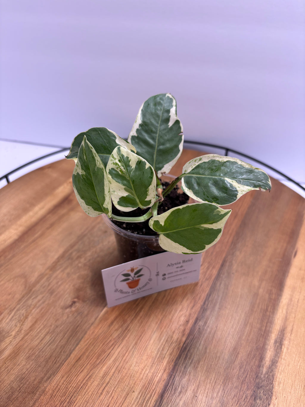 🌿 Pothos ‘N Joy’ – 3.5” Pot 🌿