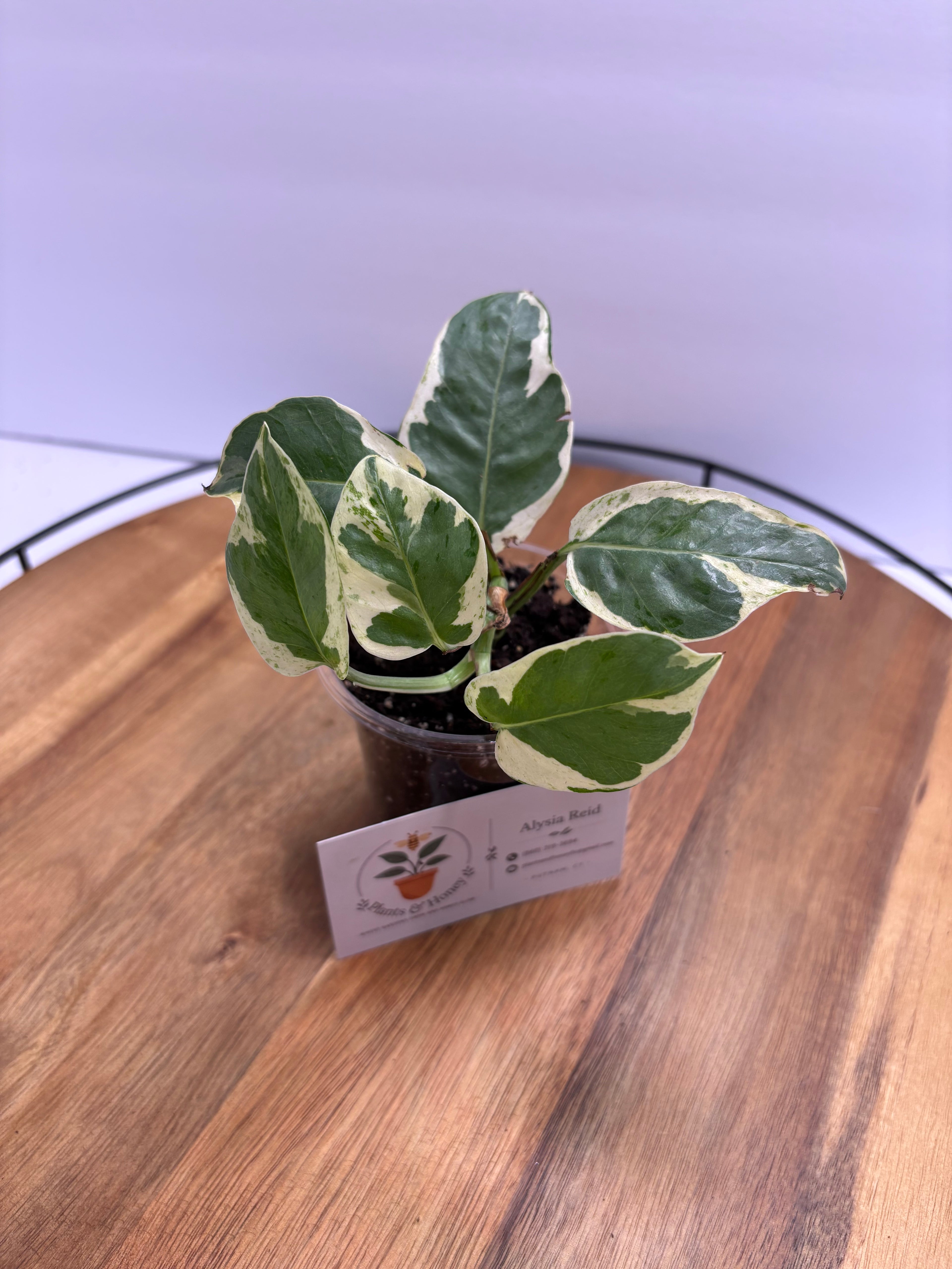 🌿 Pothos ‘N Joy’ – 3.5” Pot 🌿