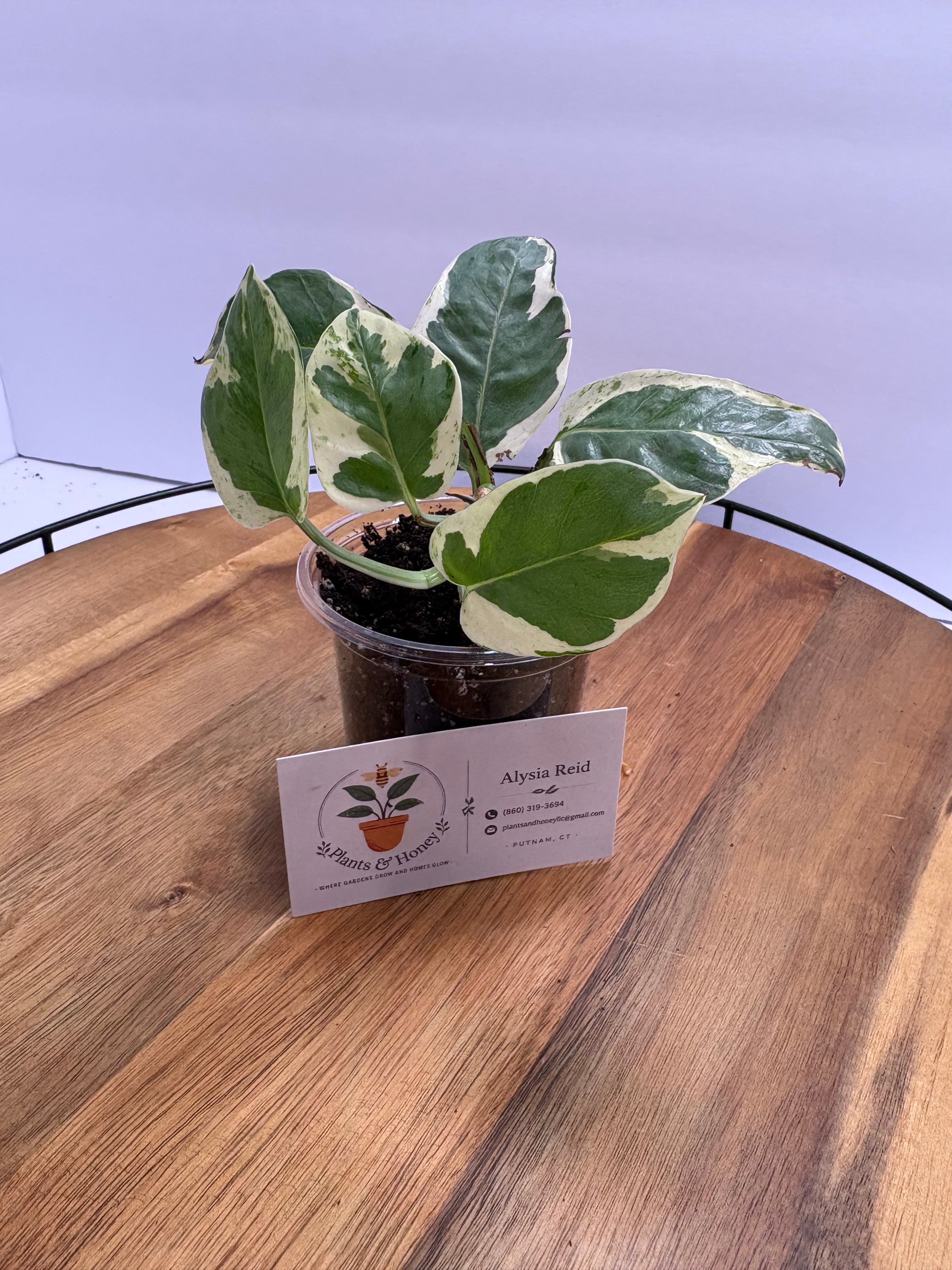🌿 Pothos ‘N Joy’ – 3.5” Pot 🌿