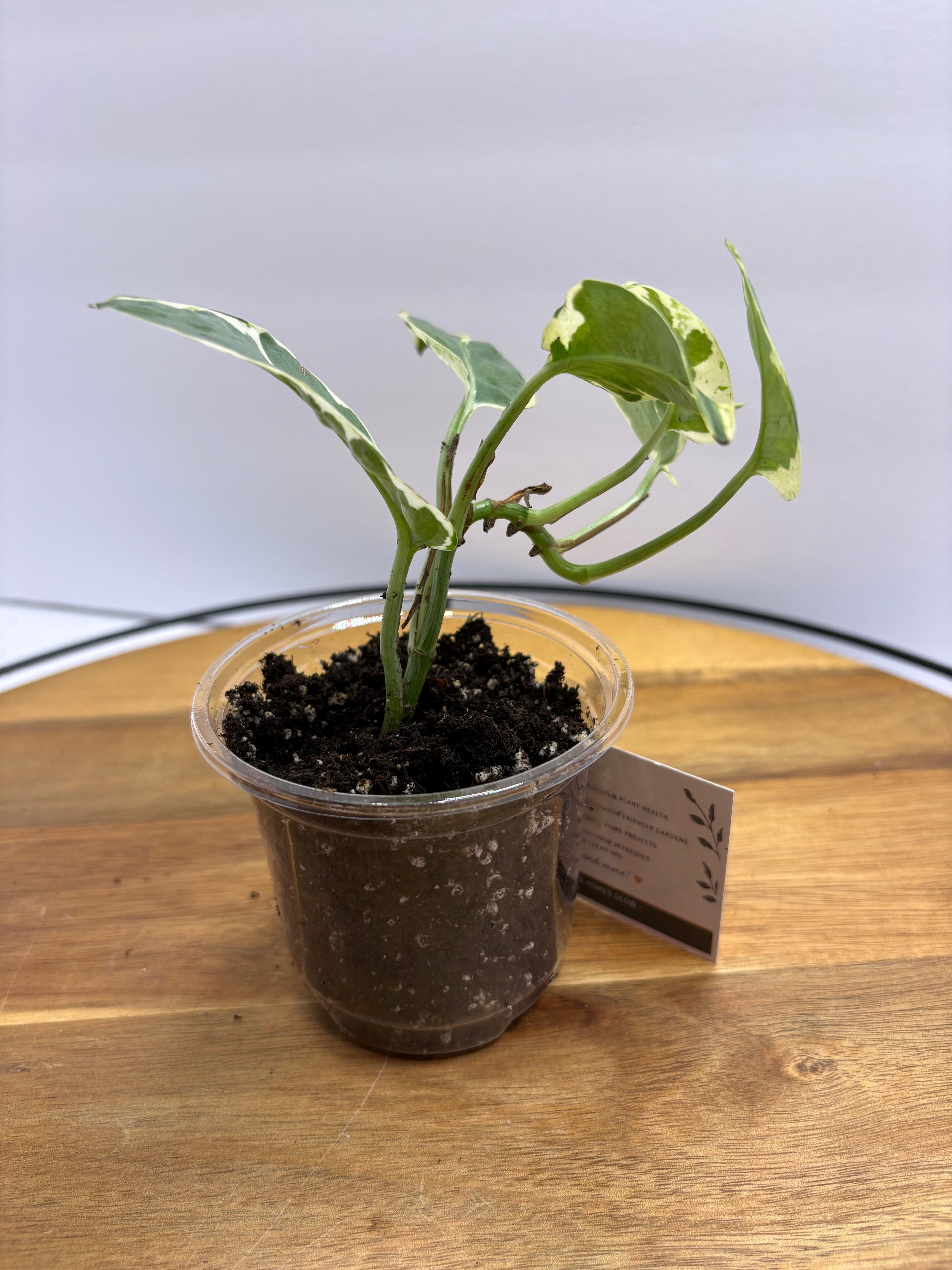 🌿 Pothos ‘N Joy’ – 3.5” Pot 🌿