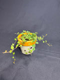 🌿"String of Frogs" Ficus pumila 'Quercifolia' - 2in pot🌿