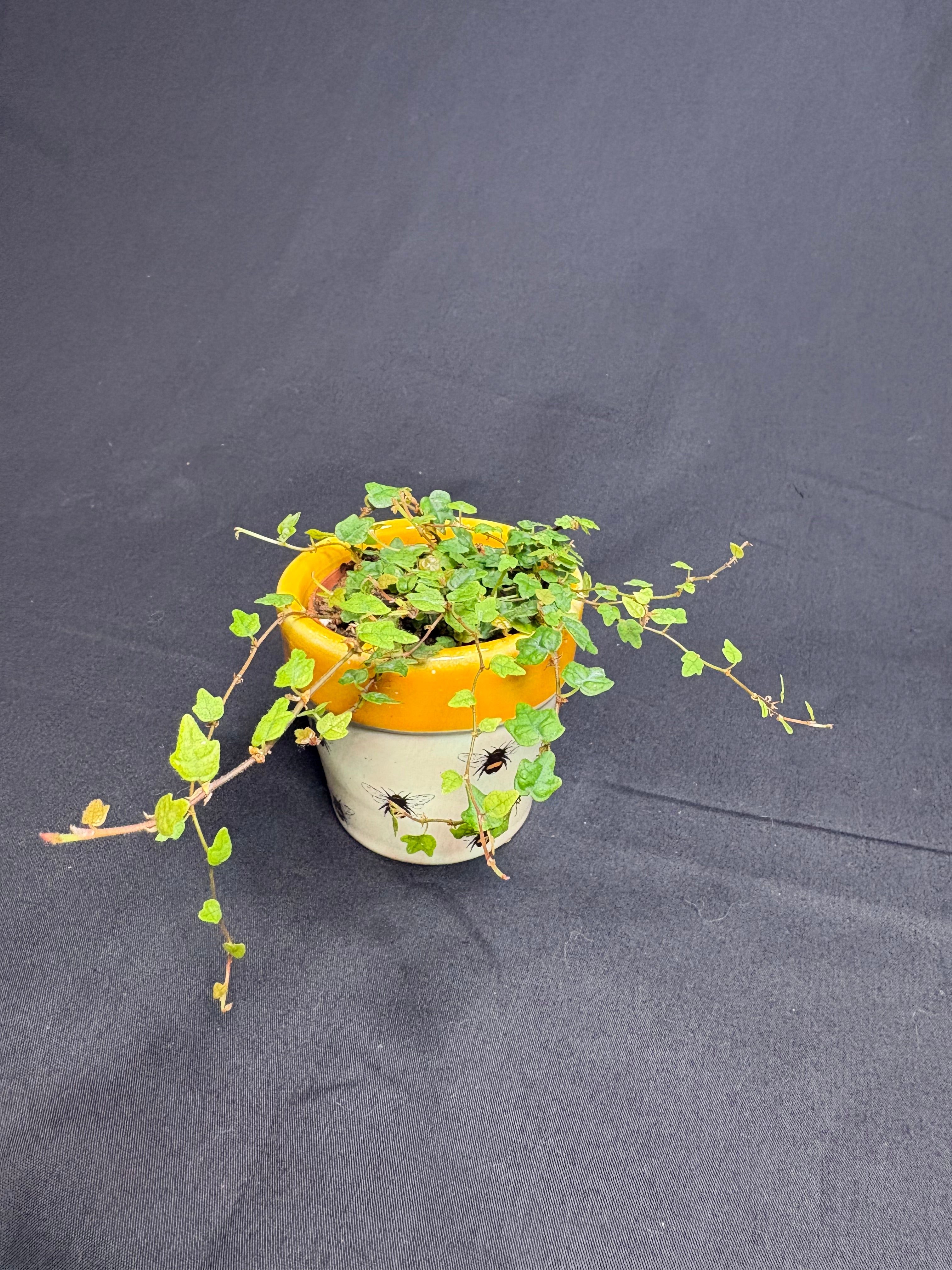 🌿"String of Frogs" Ficus pumila 'Quercifolia' - 2in pot🌿