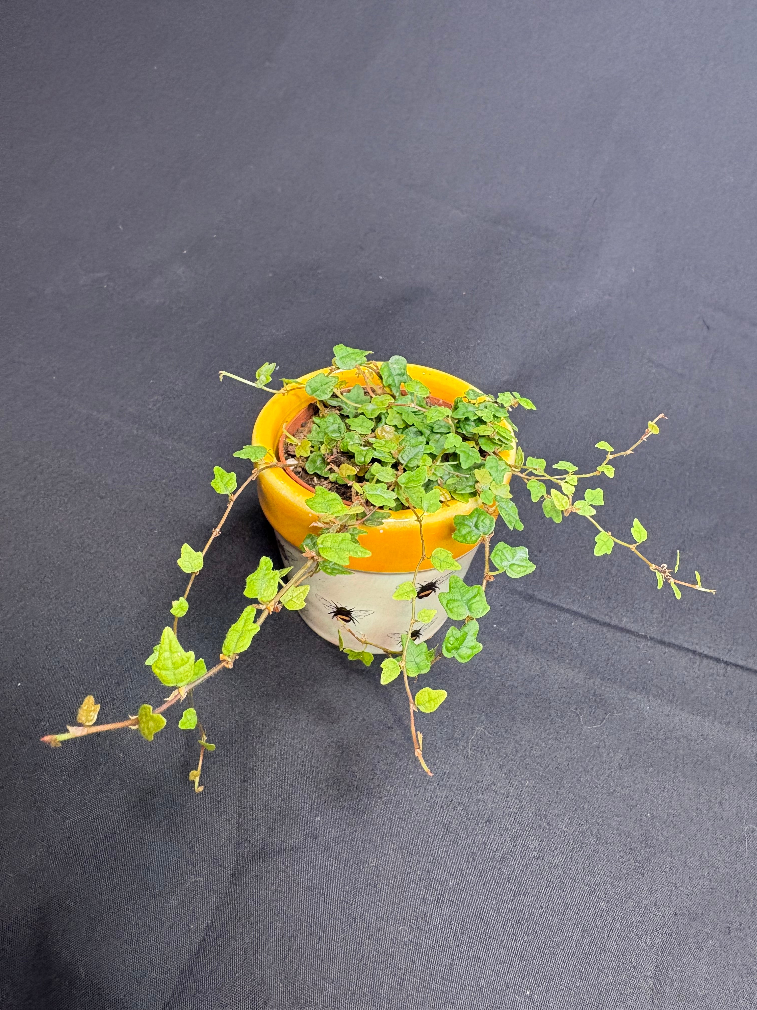 🌿"String of Frogs" Ficus pumila 'Quercifolia' - 2in pot🌿