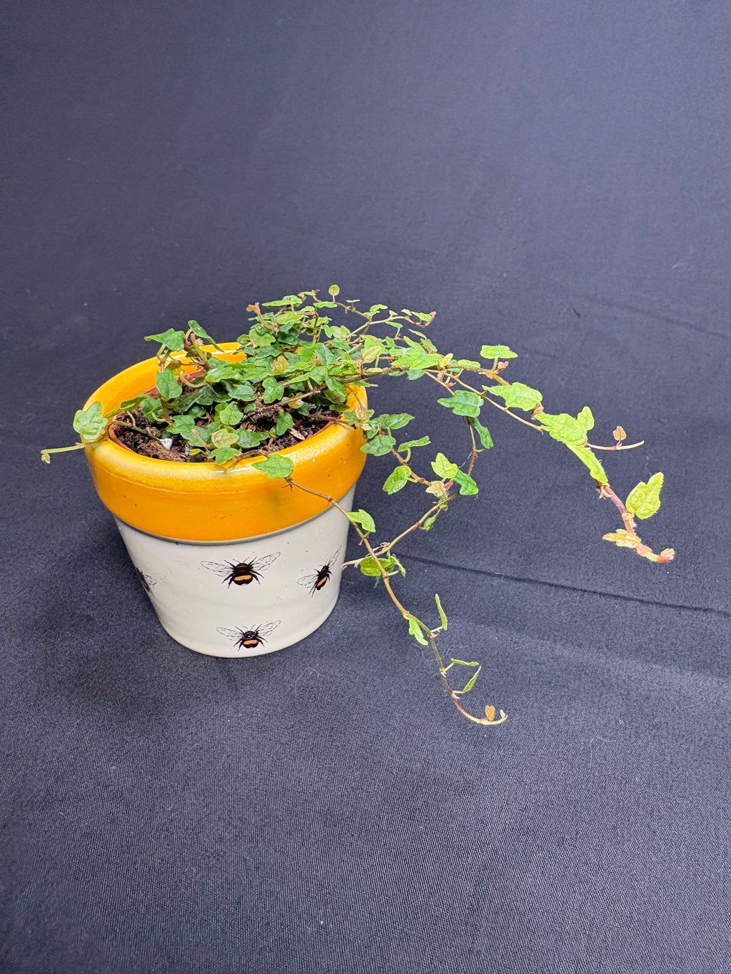 🌿"String of Frogs" Ficus pumila 'Quercifolia' - 2in pot🌿