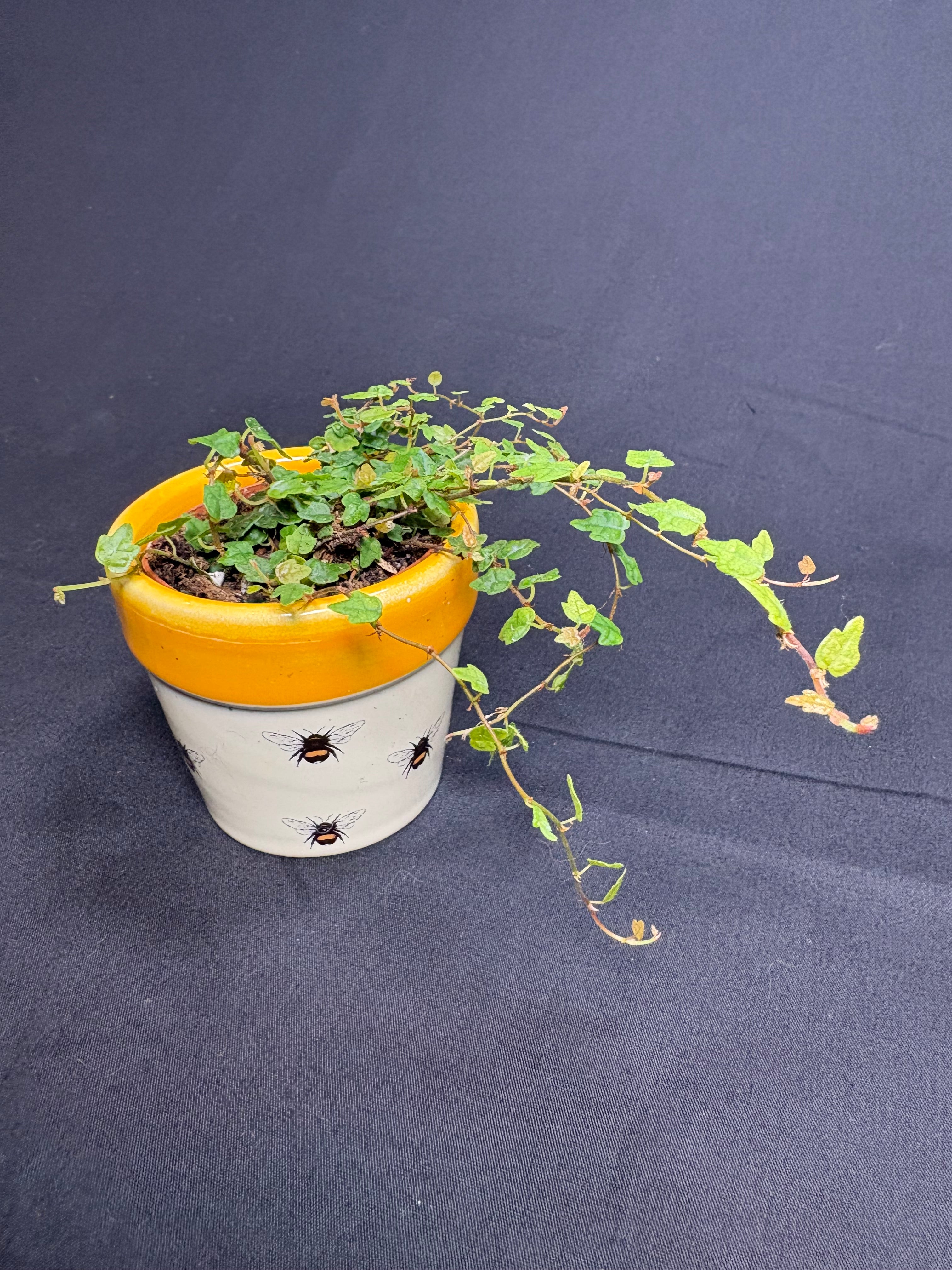 🌿"String of Frogs" Ficus pumila 'Quercifolia' - 2in pot🌿