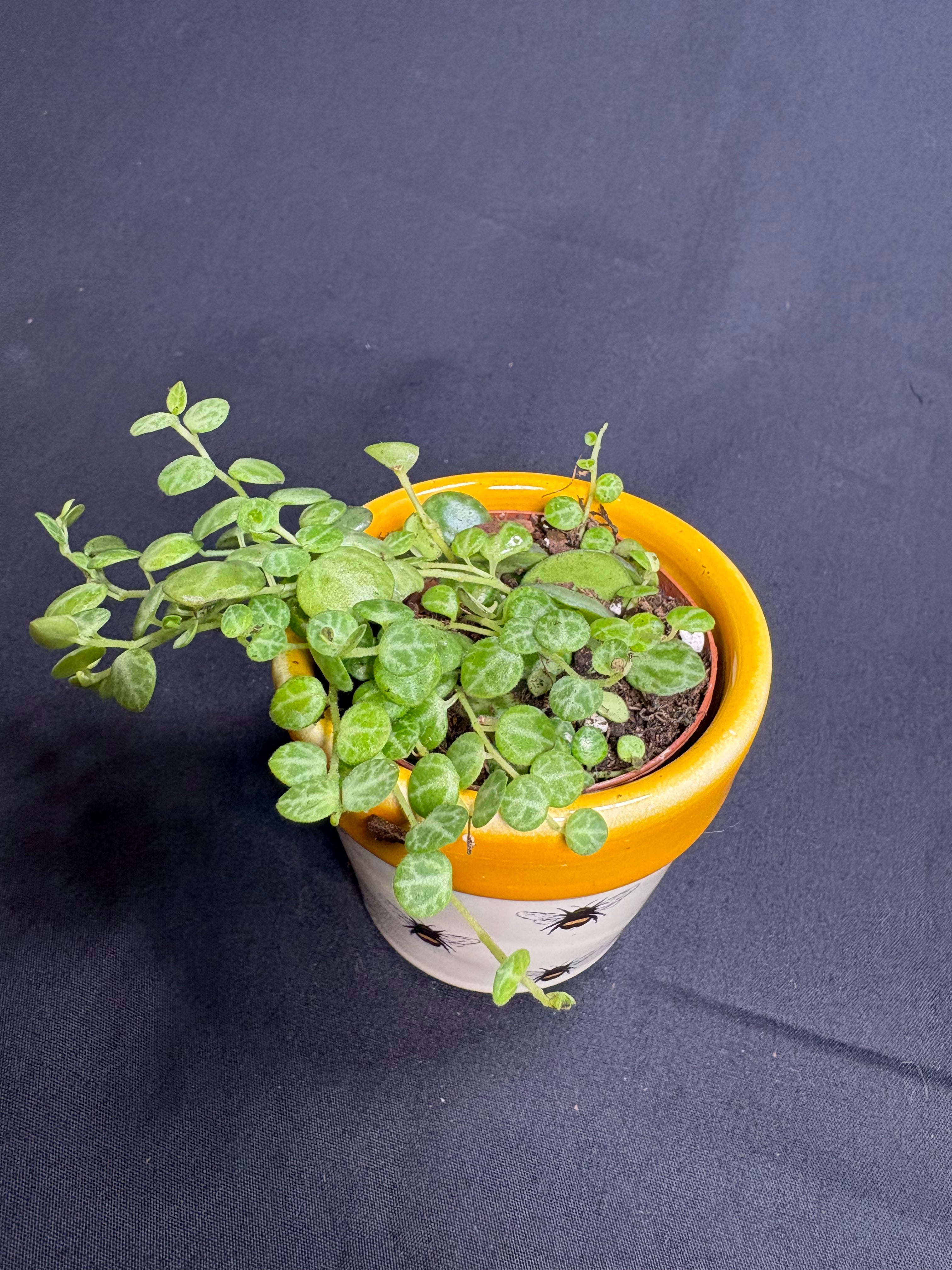 🌿 "String of Turtles" Peperomia prostrata - 2in pot 🌿