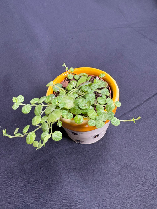 🌿 "String of Turtles" Peperomia prostrata - 2in pot 🌿