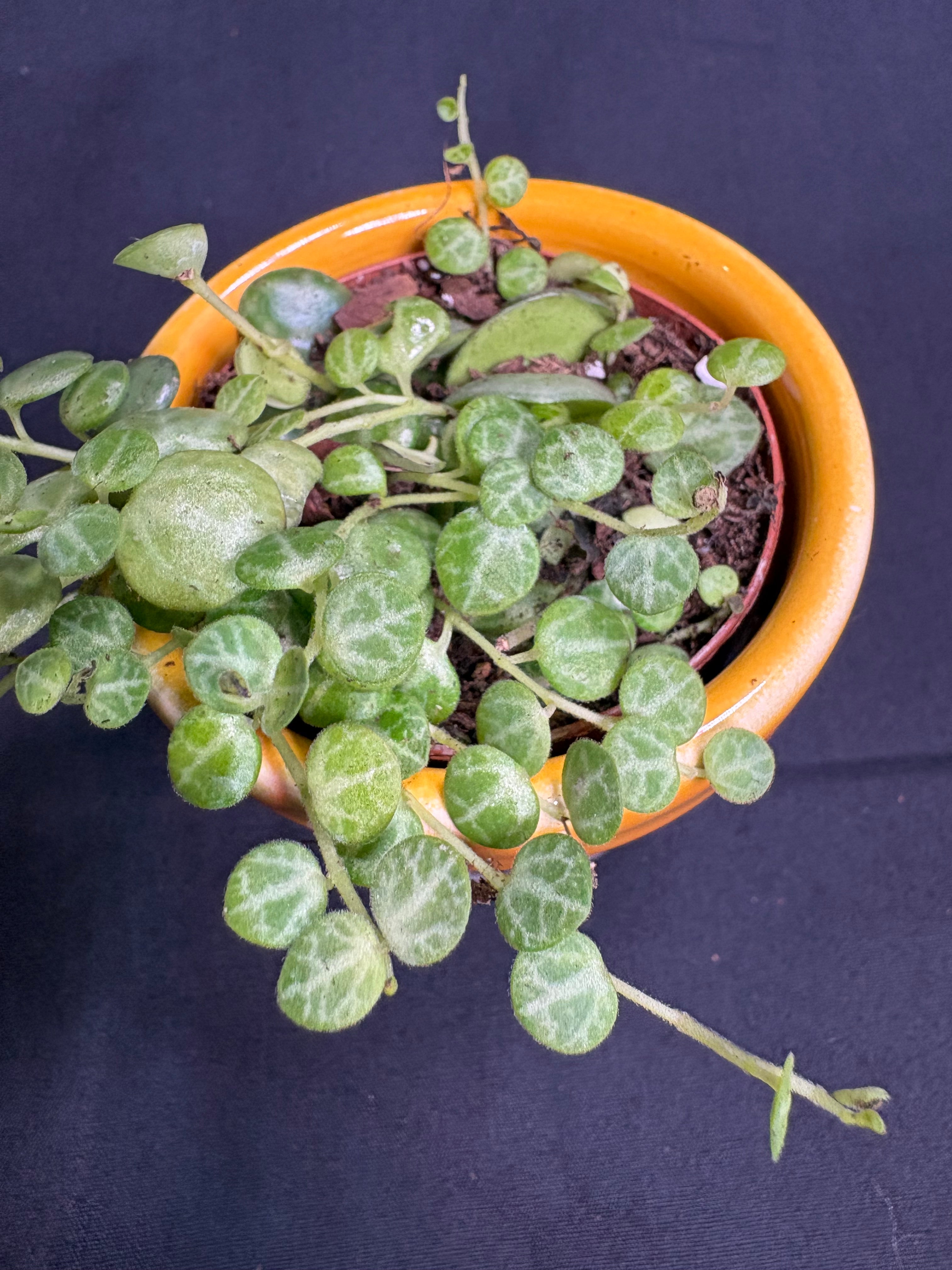 🌿 "String of Turtles" Peperomia prostrata - 2in pot 🌿