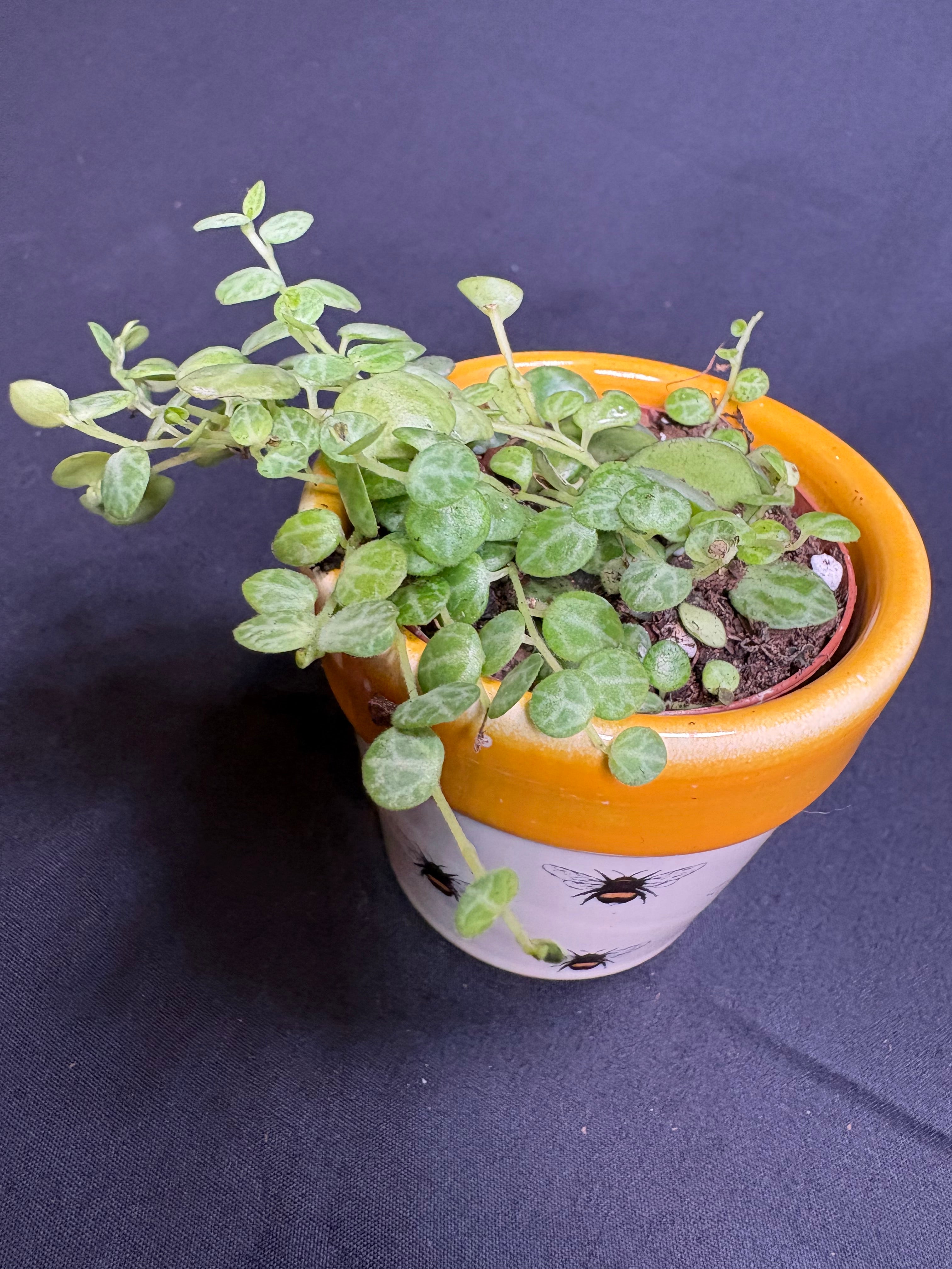 🌿 "String of Turtles" Peperomia prostrata - 2in pot 🌿