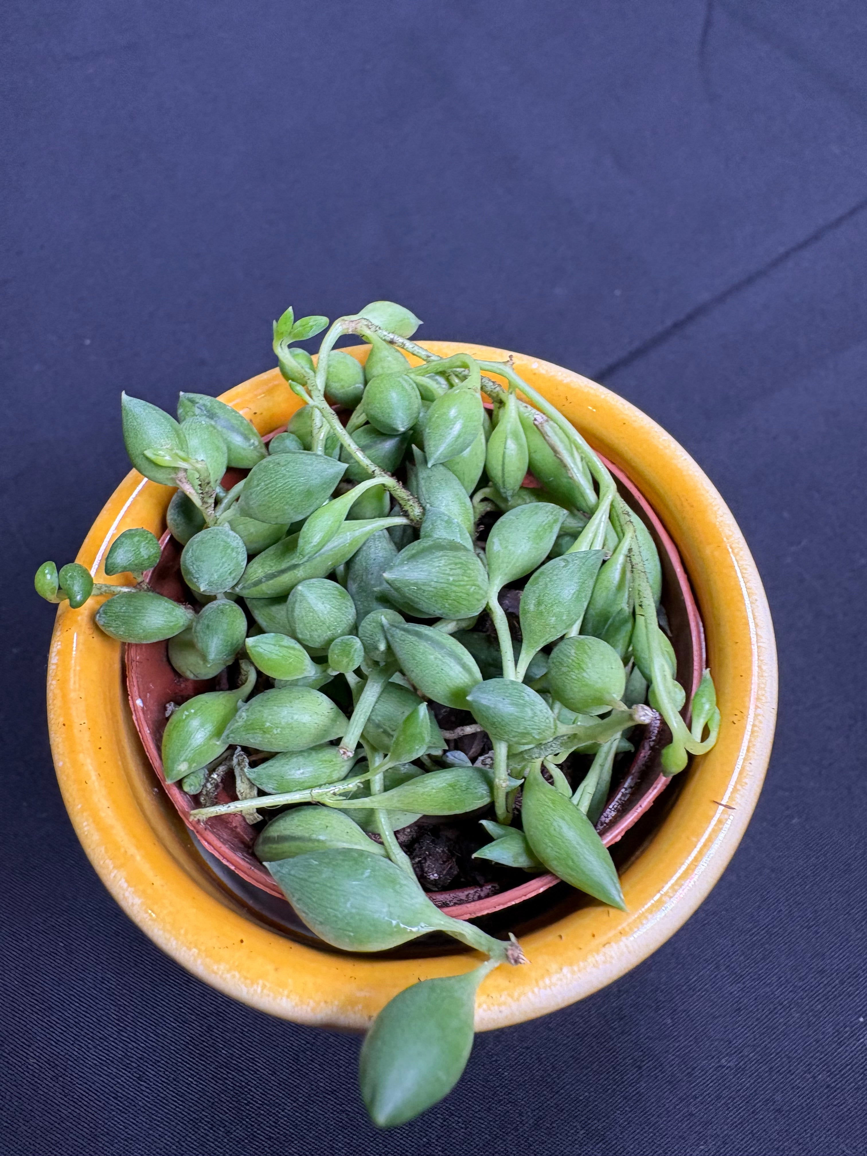 🌿"String of Watermelons" Curio herreianus - 2in pot🌿