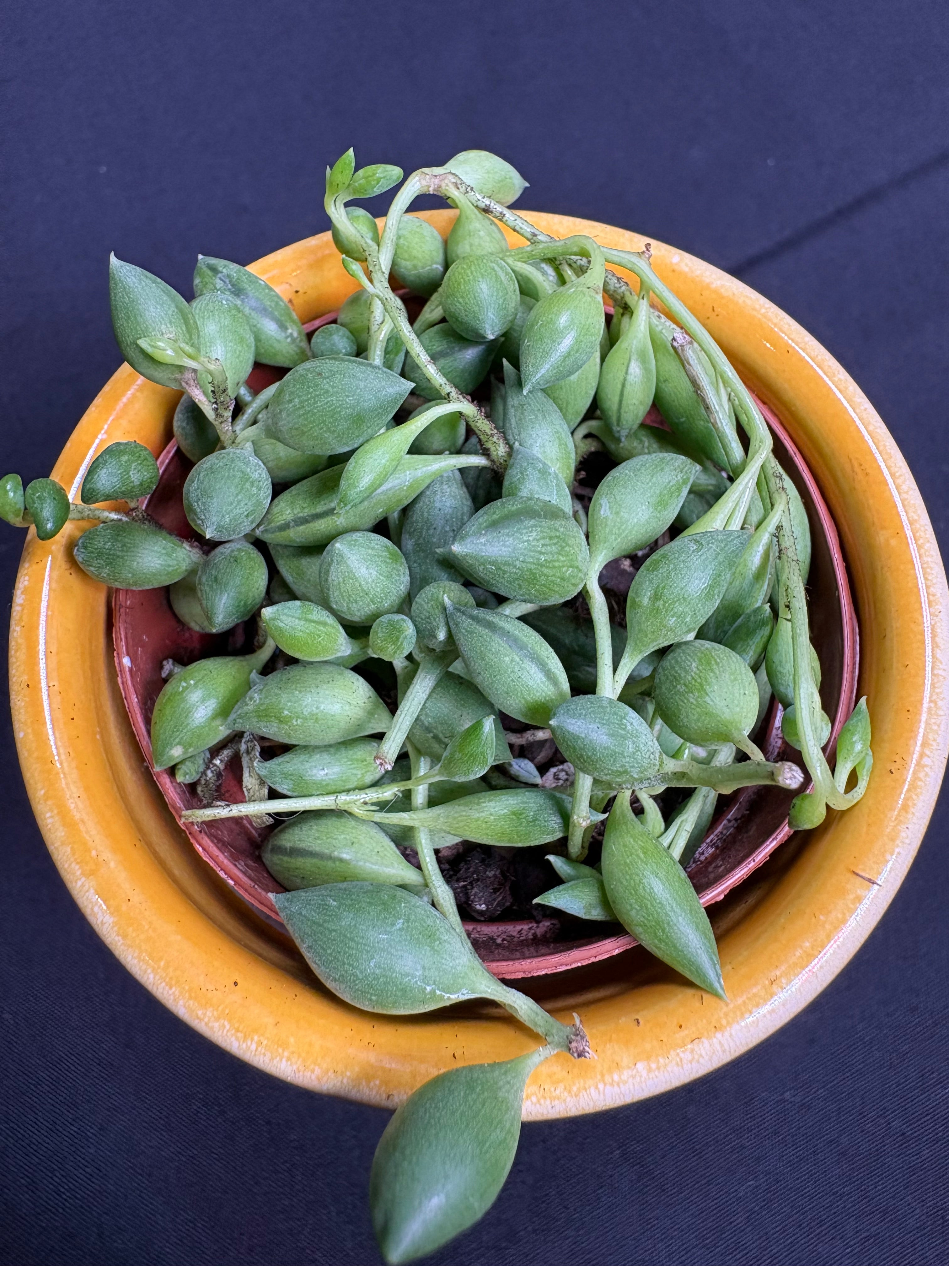🌿"String of Watermelons" Curio herreianus - 2in pot🌿