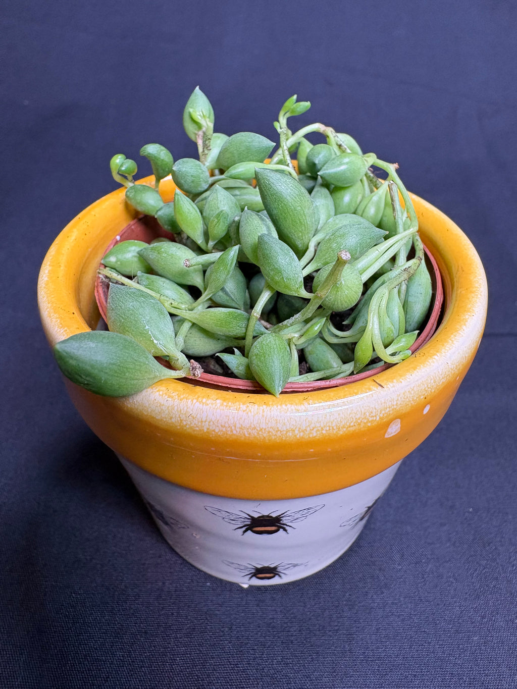 🌿"String of Watermelons" Curio herreianus - 2in pot🌿
