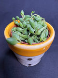 🌿"String of Watermelons" Curio herreianus - 2in pot🌿