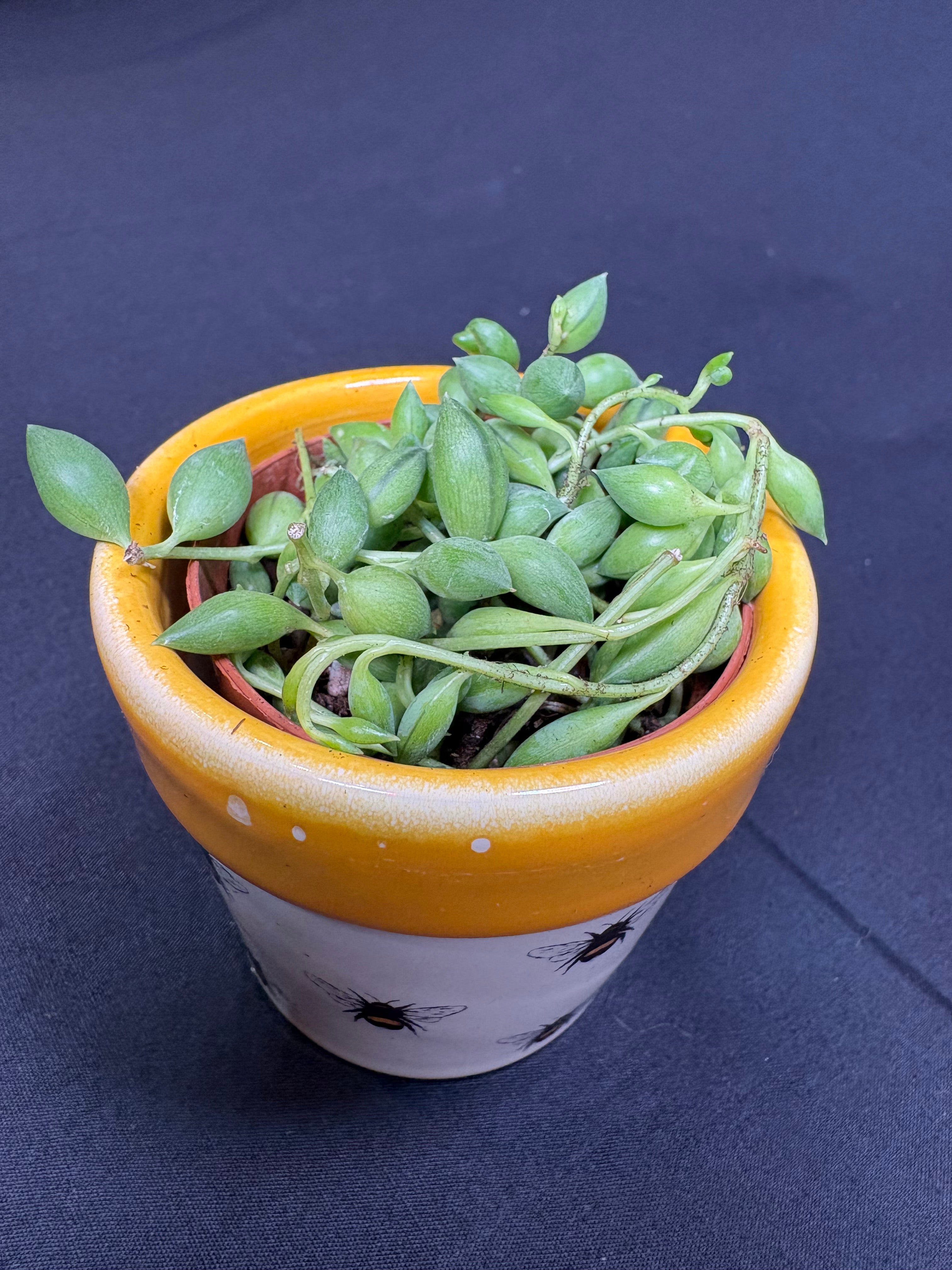 🌿"String of Watermelons" Curio herreianus - 2in pot🌿