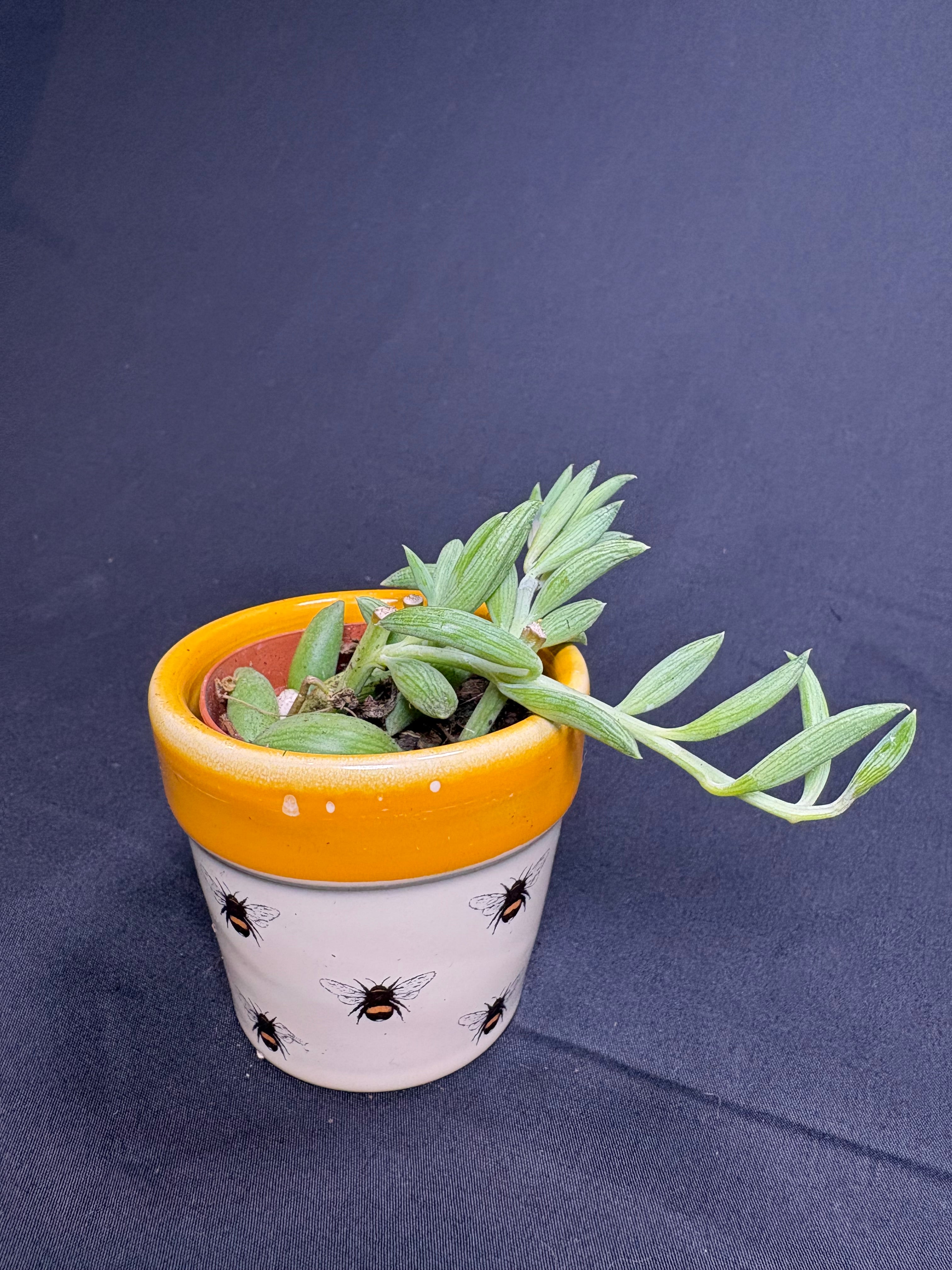 🌿"String of Bananas" Curio radicans - 2in pot🌿