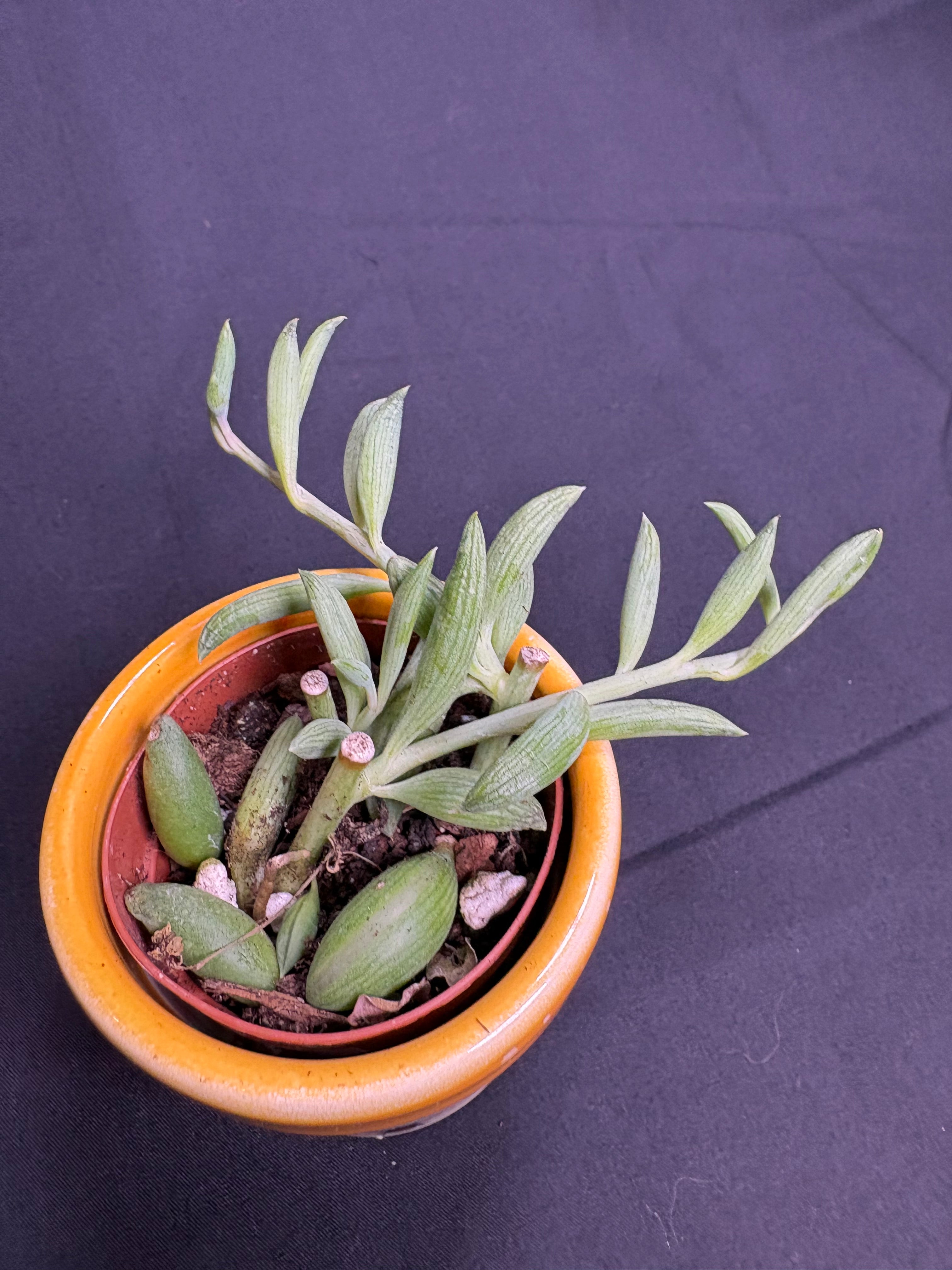 🌿"String of Bananas" Curio radicans - 2in pot🌿