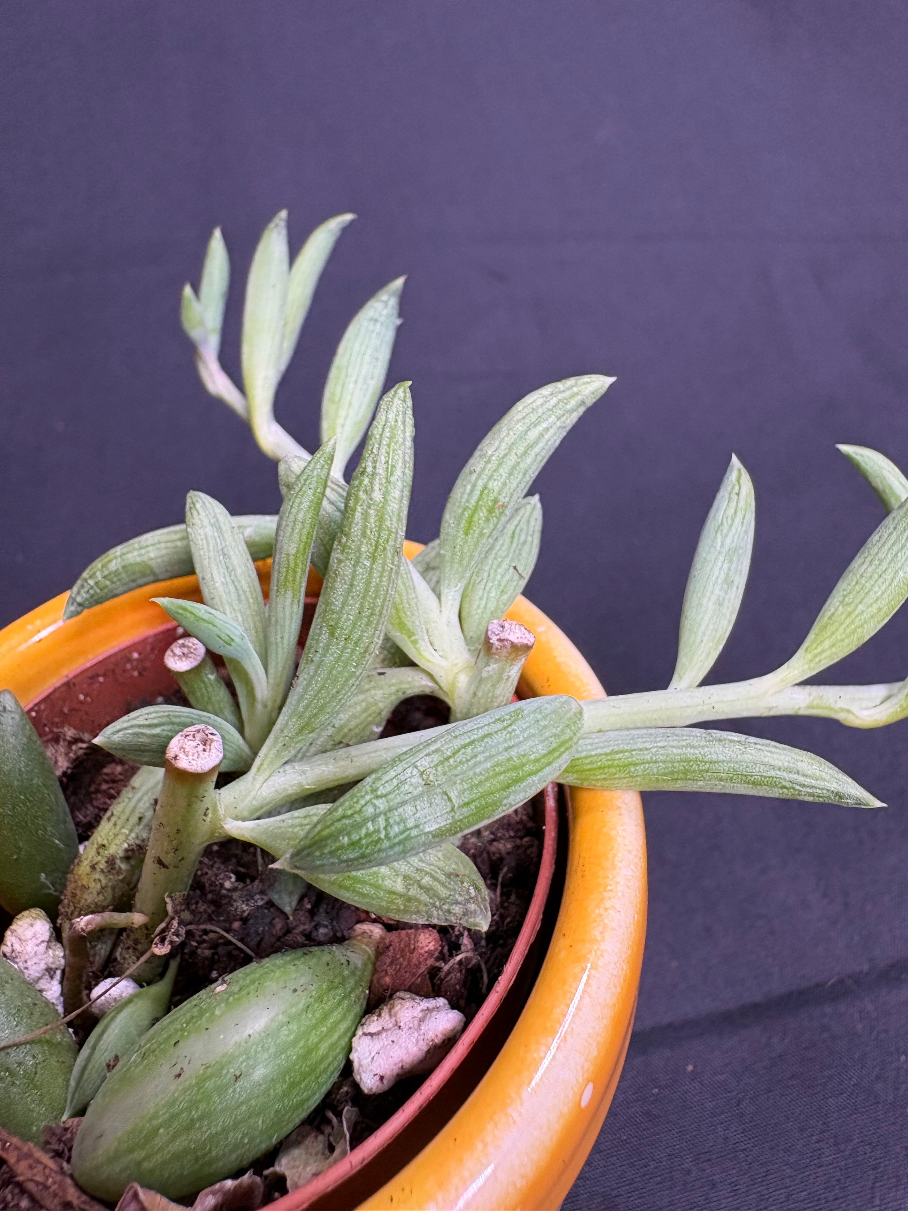 🌿"String of Bananas" Curio radicans - 2in pot🌿