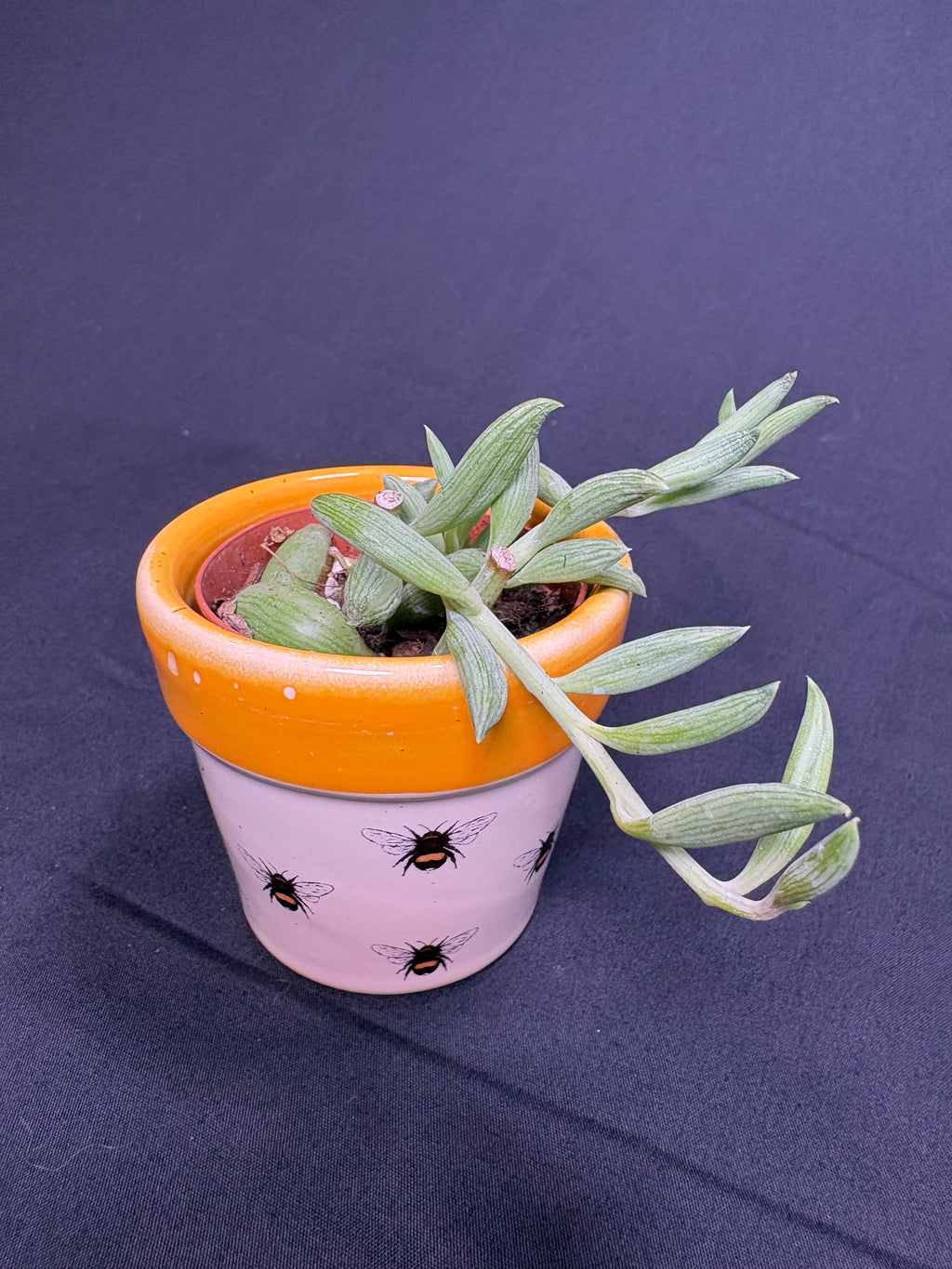 🌿"String of Bananas" Curio radicans - 2in pot🌿