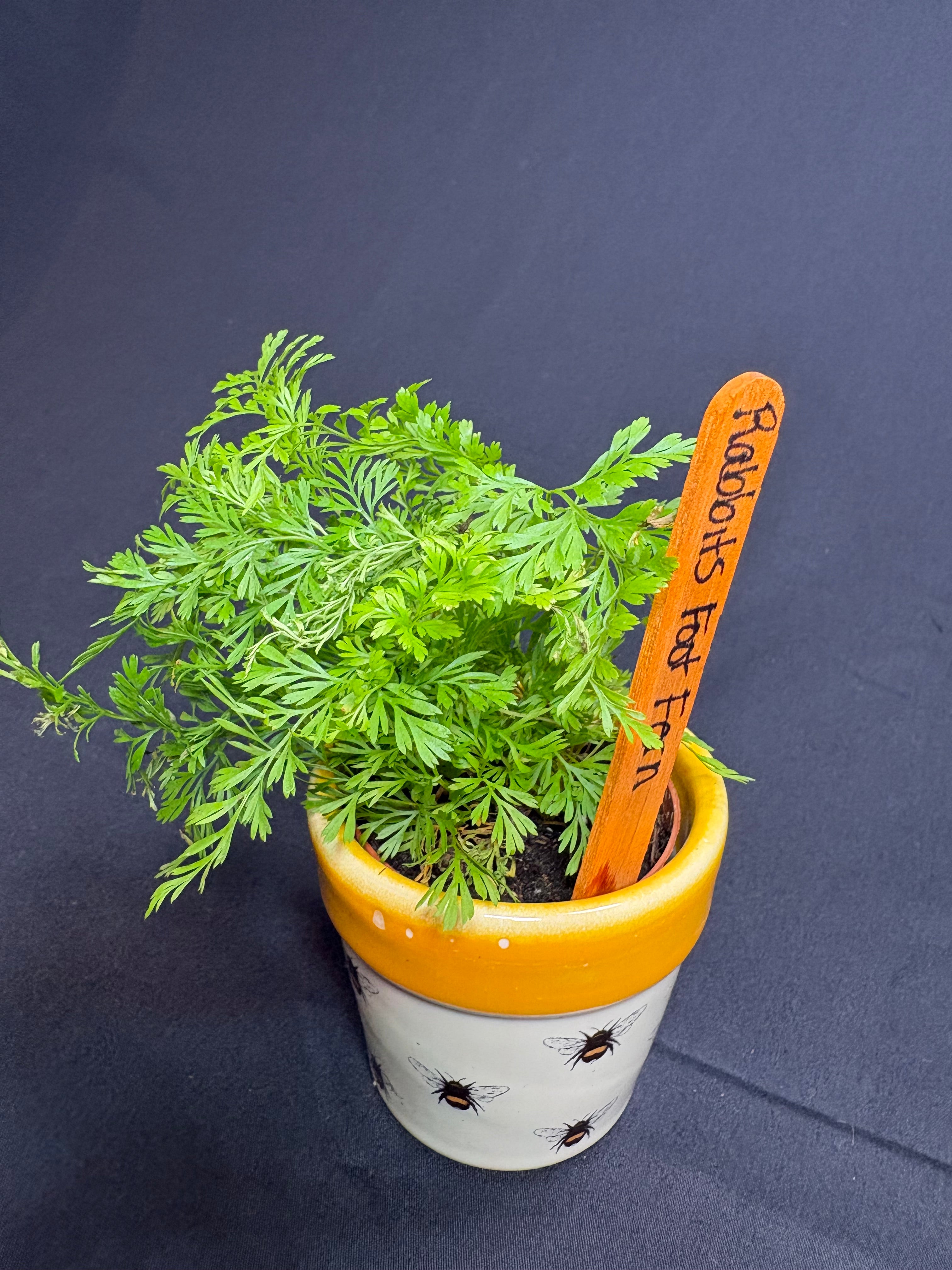🌿"Rabbit's Foot Fern" Davallia fejeensis - 2in pot🌿