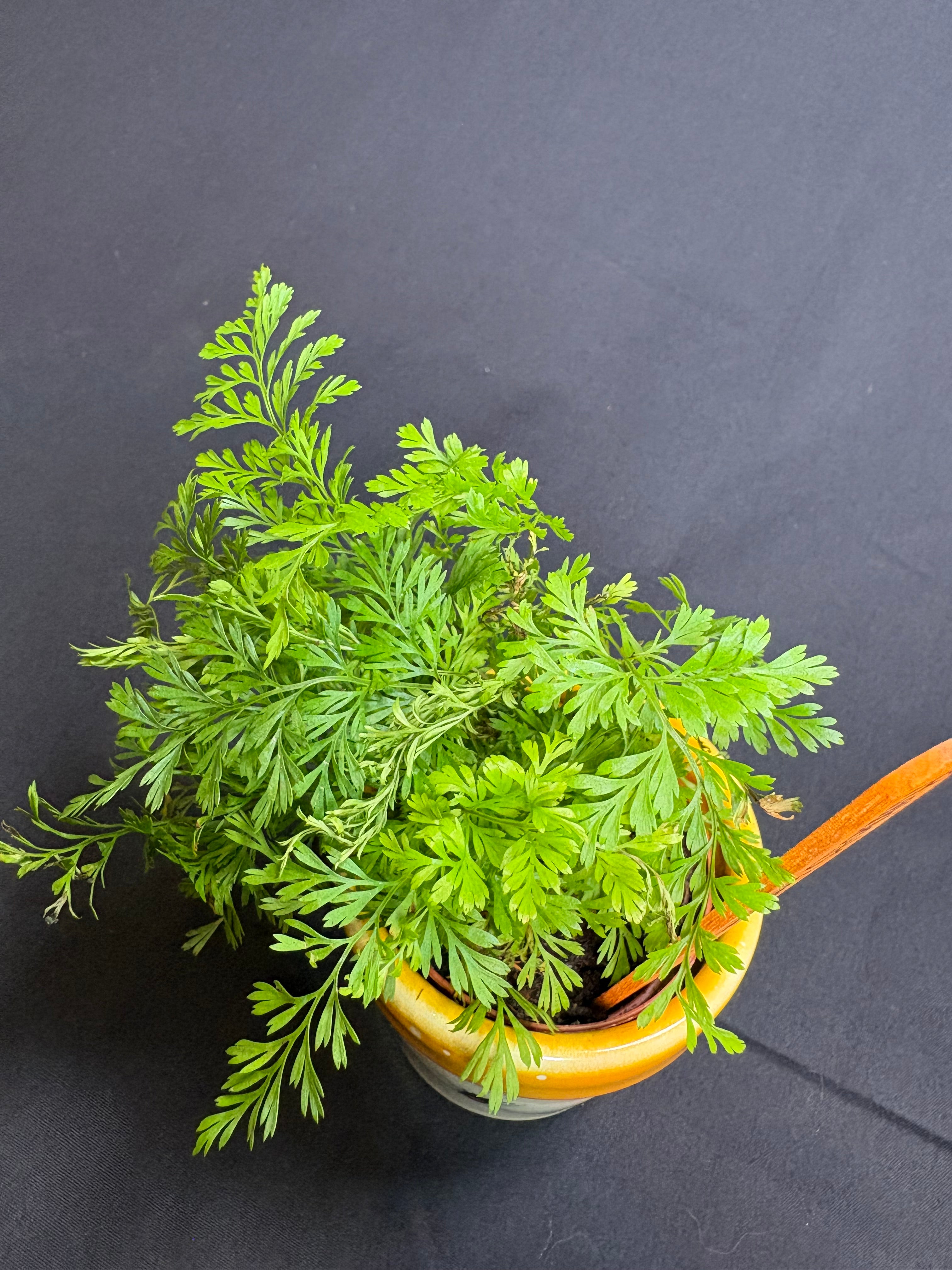 🌿"Rabbit's Foot Fern" Davallia fejeensis - 2in pot🌿