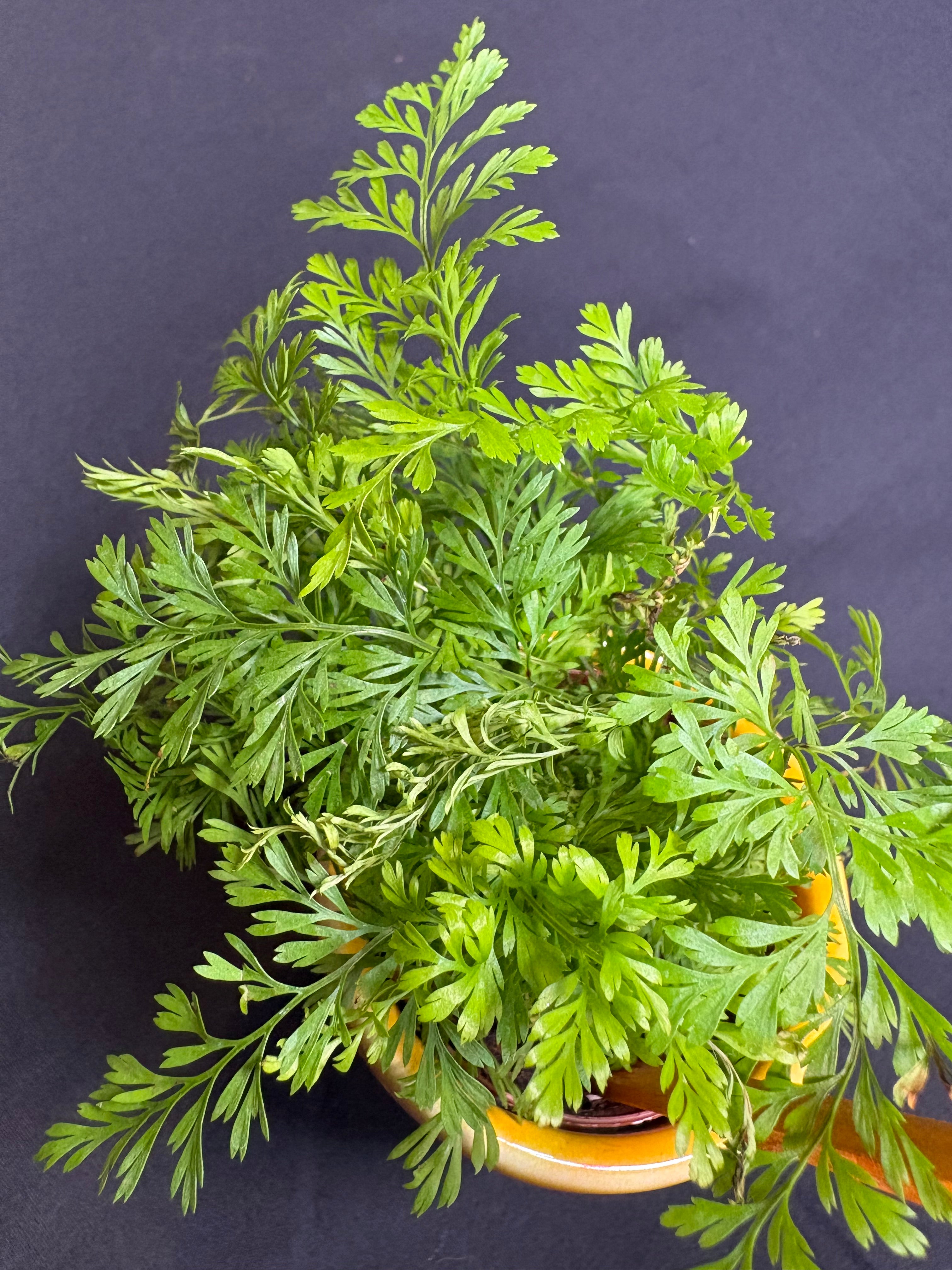 🌿"Rabbit's Foot Fern" Davallia fejeensis - 2in pot🌿