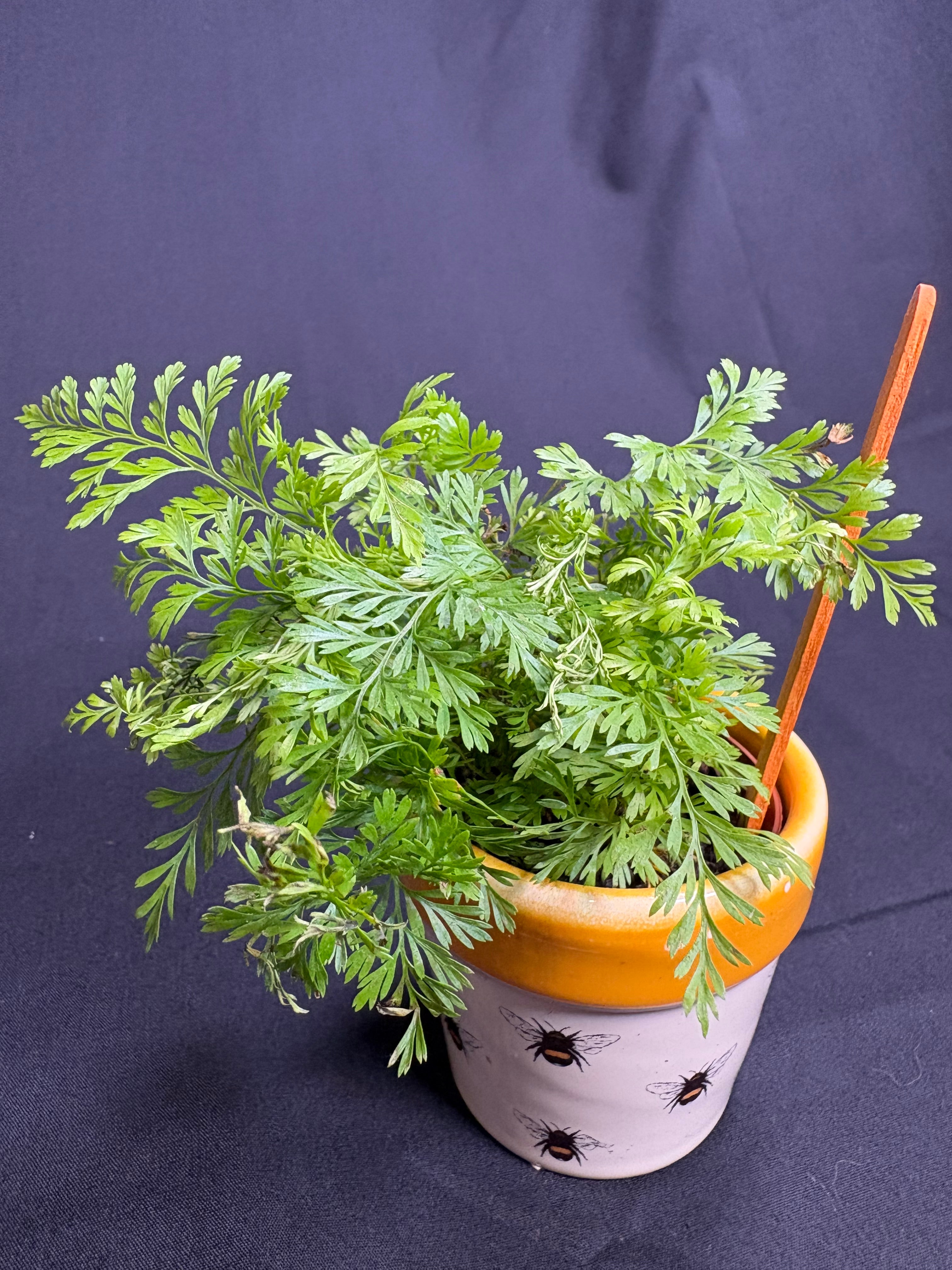 🌿"Rabbit's Foot Fern" Davallia fejeensis - 2in pot🌿