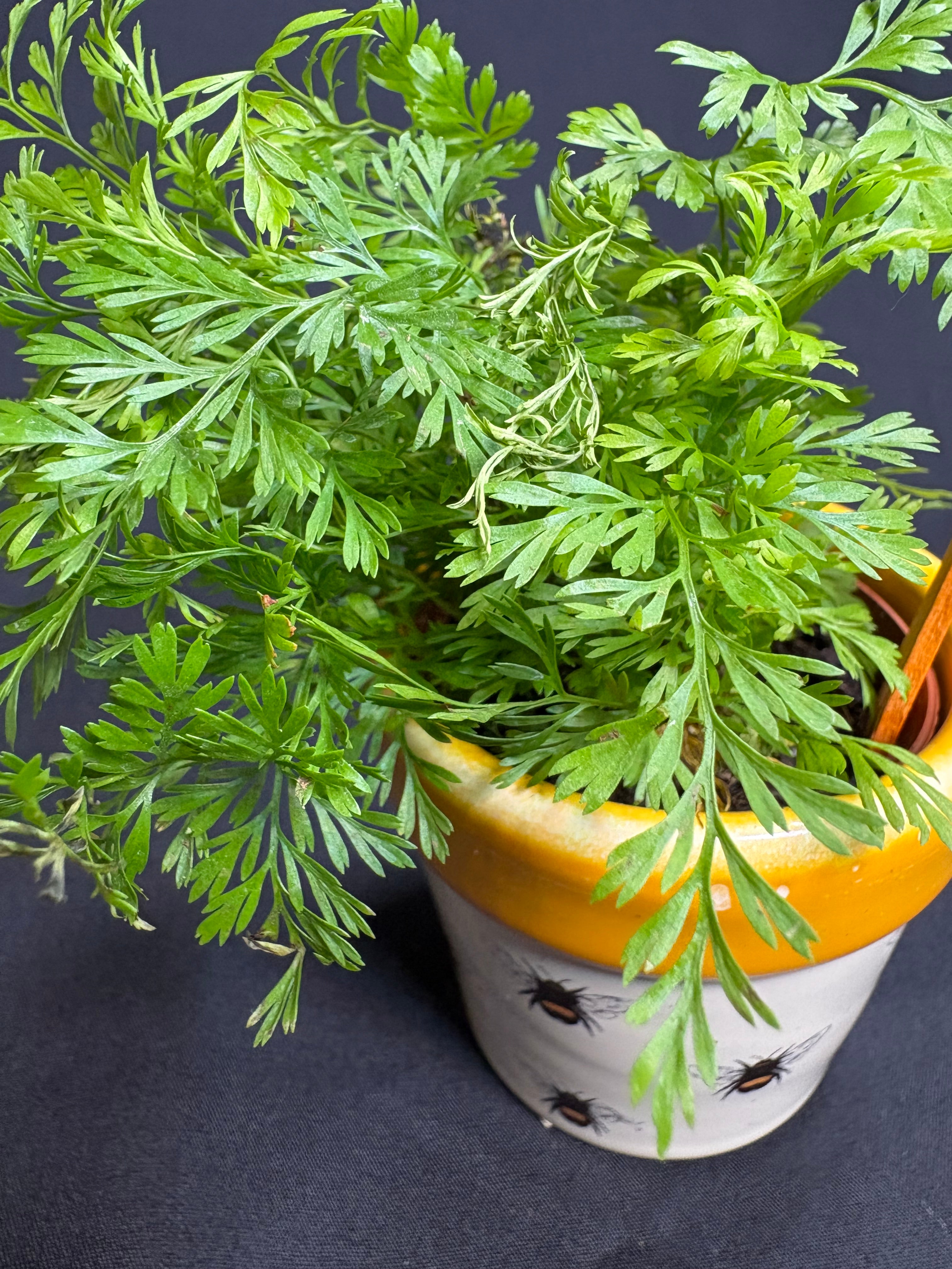 🌿"Rabbit's Foot Fern" Davallia fejeensis - 2in pot🌿