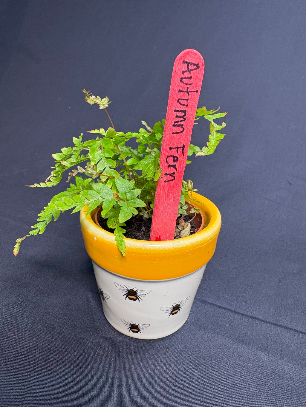 🌿 "Autumn Fern" Dryopteris erythrosora -2in pot 🌿
