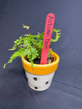 🌿 "Autumn Fern" Dryopteris erythrosora -2in pot 🌿