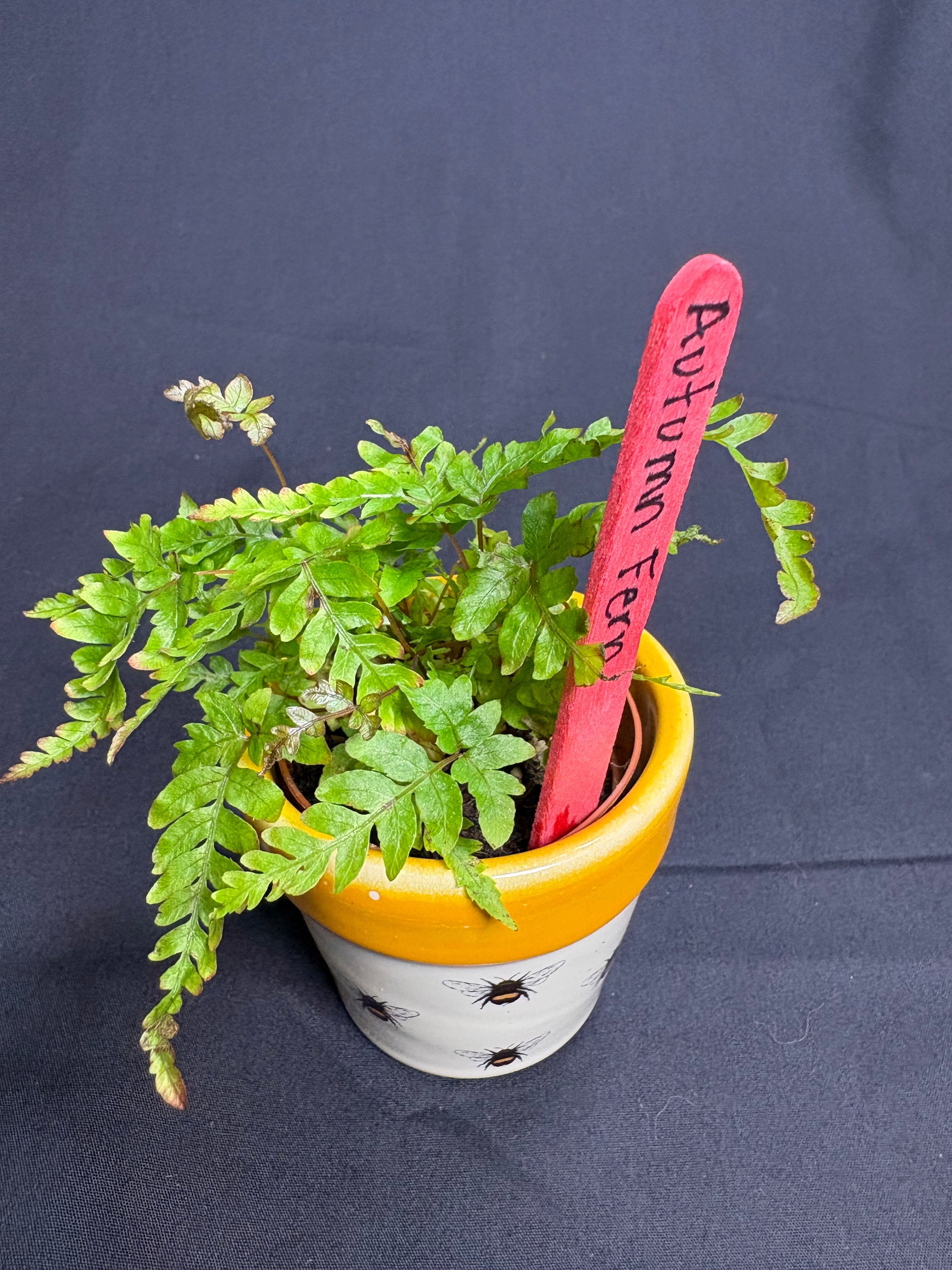 🌿 "Autumn Fern" Dryopteris erythrosora -2in pot 🌿