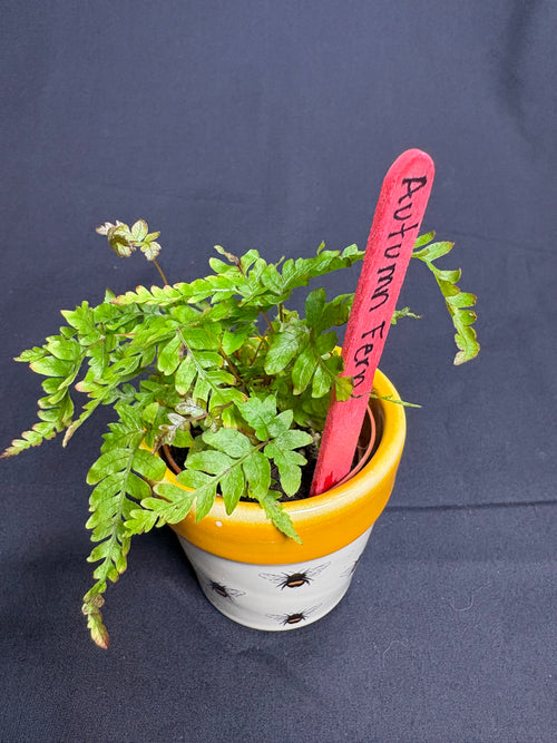 🌿 "Autumn Fern" Dryopteris erythrosora -2in pot 🌿
