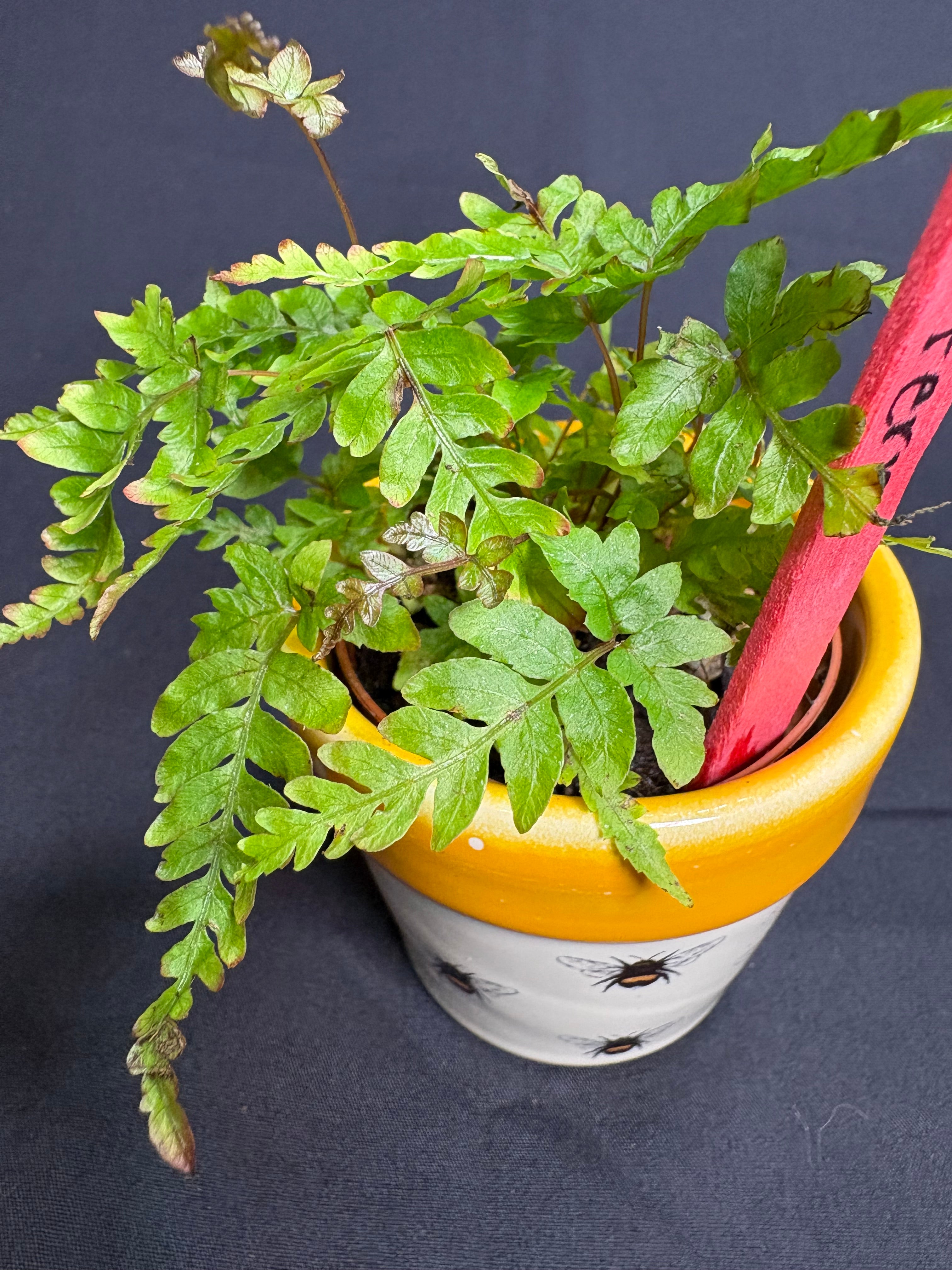 🌿 "Autumn Fern" Dryopteris erythrosora -2in pot 🌿