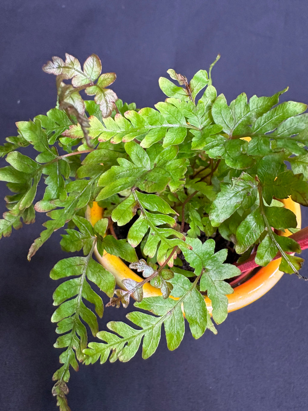 🌿 "Autumn Fern" Dryopteris erythrosora -2in pot 🌿
