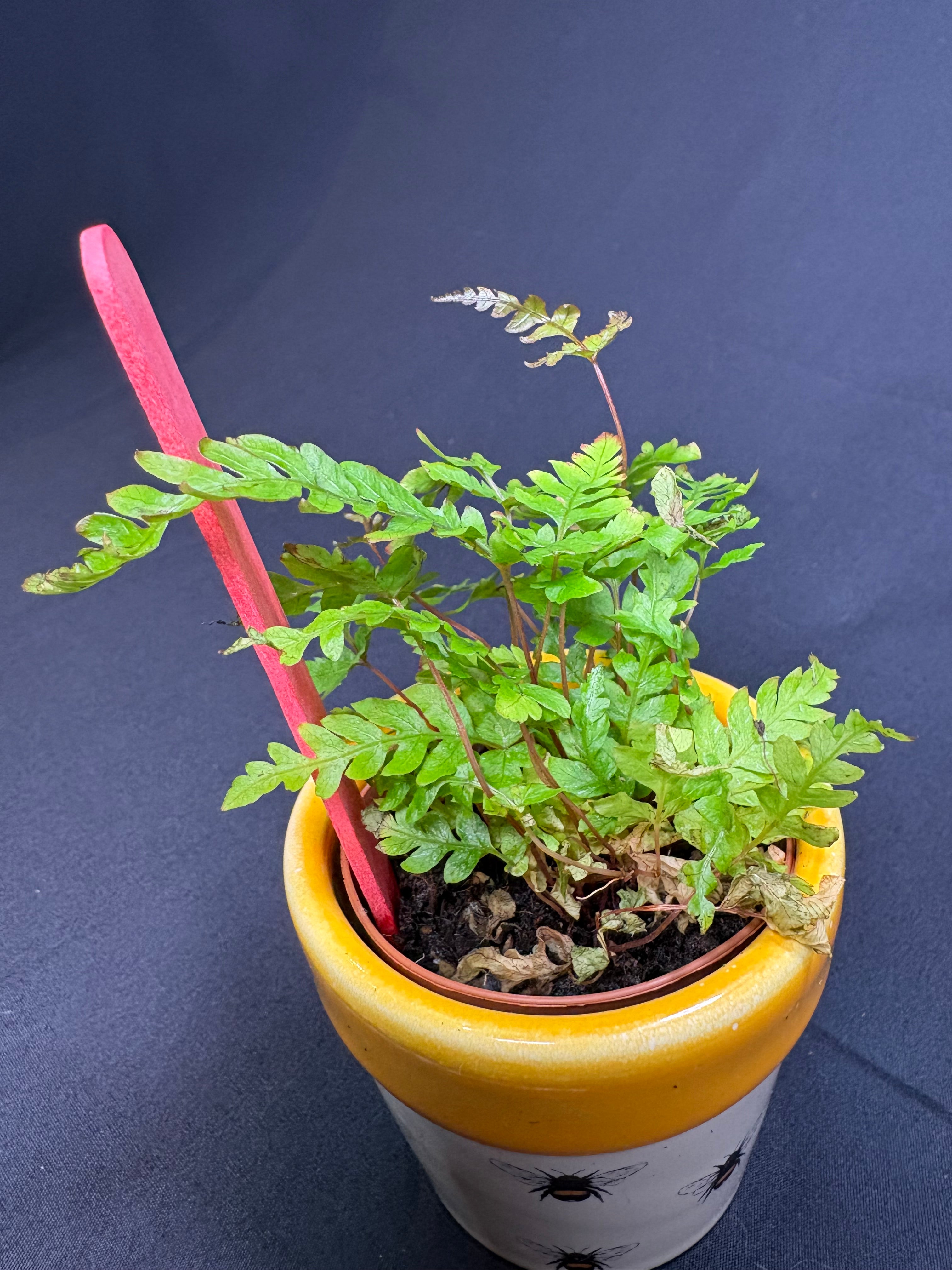 🌿 "Autumn Fern" Dryopteris erythrosora -2in pot 🌿