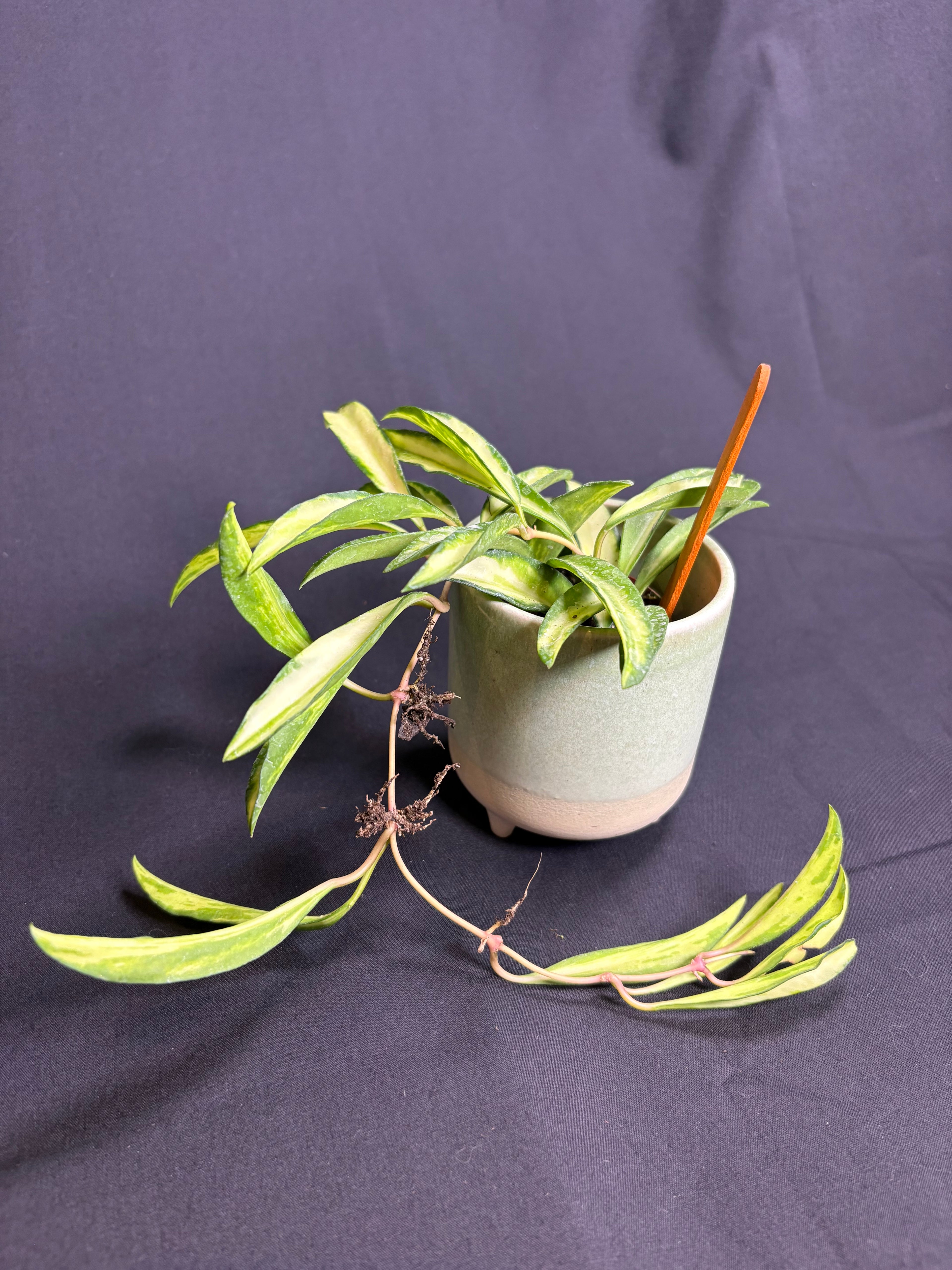 🌿Hoya Wayetii Tri-Color - 2in pot🌿