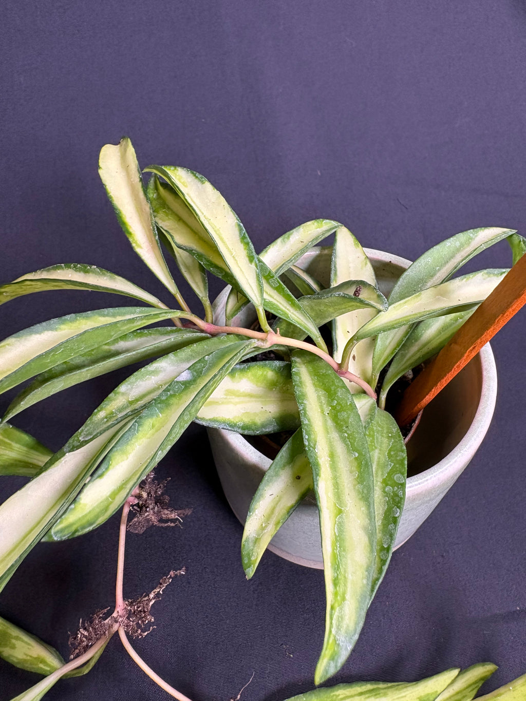 🌿Hoya Wayetii Tri-Color - 2in pot🌿